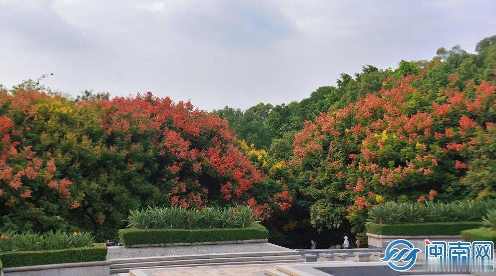 #花开了来福建遇见五彩斑斓的秋#每当秋季来临，栾树的叶子逐渐由绿转黄，那一串串小
