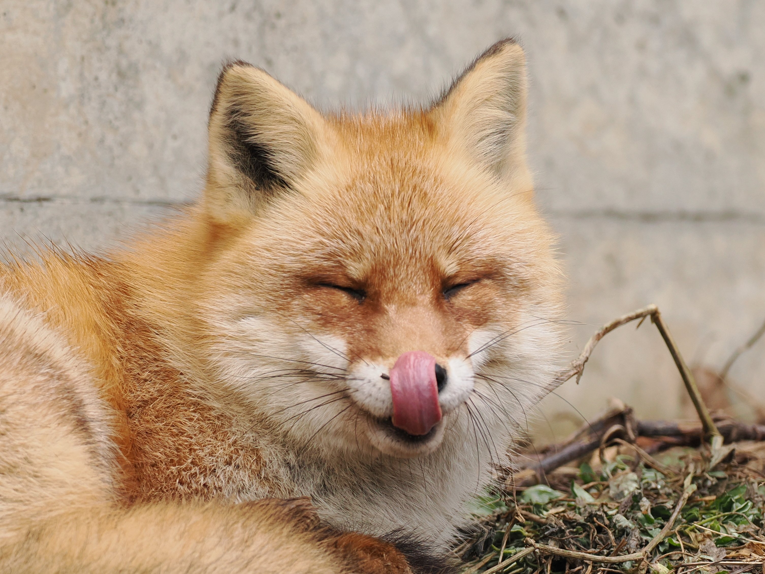 狐狸 自己的鼻子最香prprprprprpr©️VulpesPerson