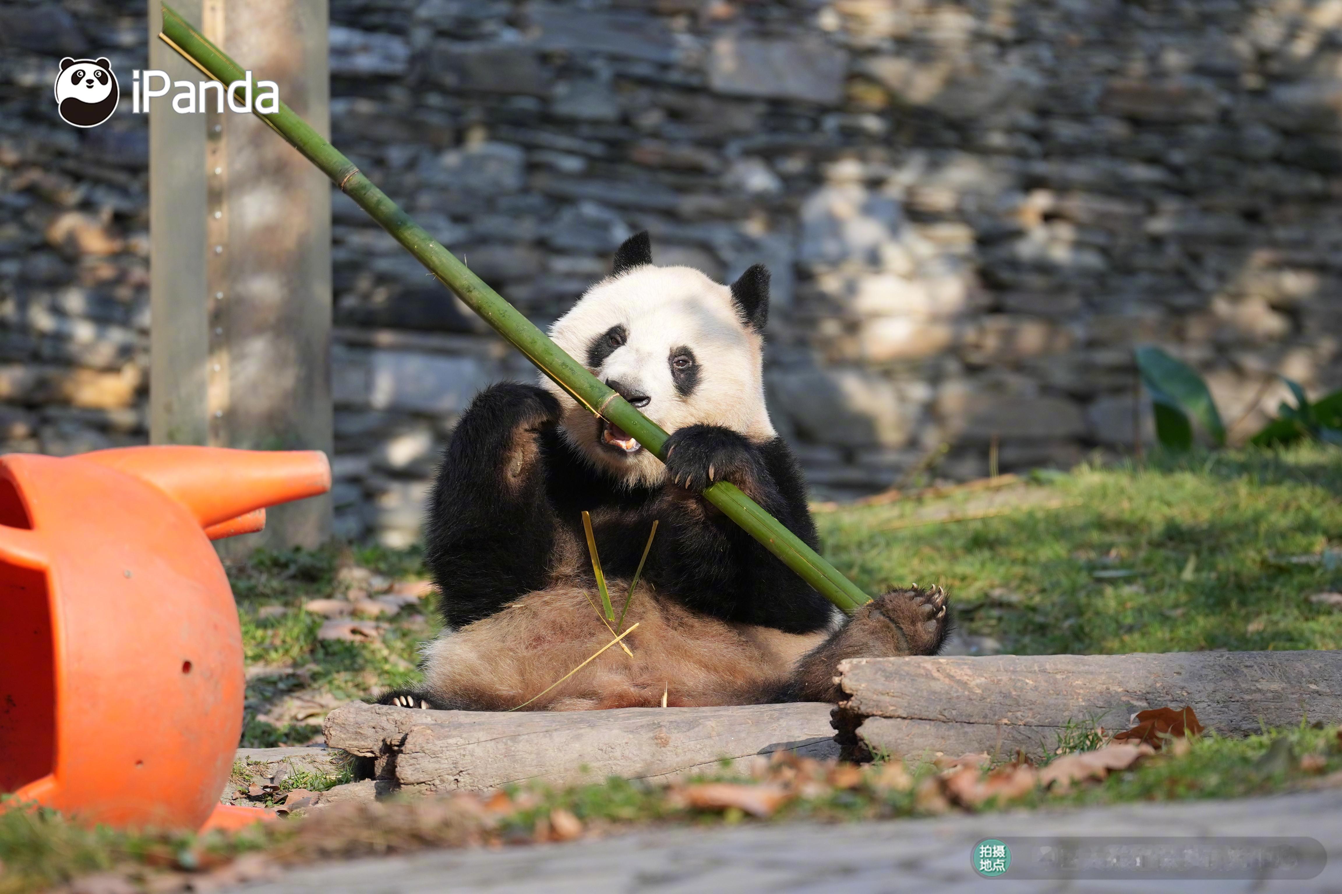 ⊂˶ᵔᵕᵔ˶⊃ 咔嚓📷手持竹子道具的大脸ber选手来啦～ 大熊猫盼青 熊猫趣图