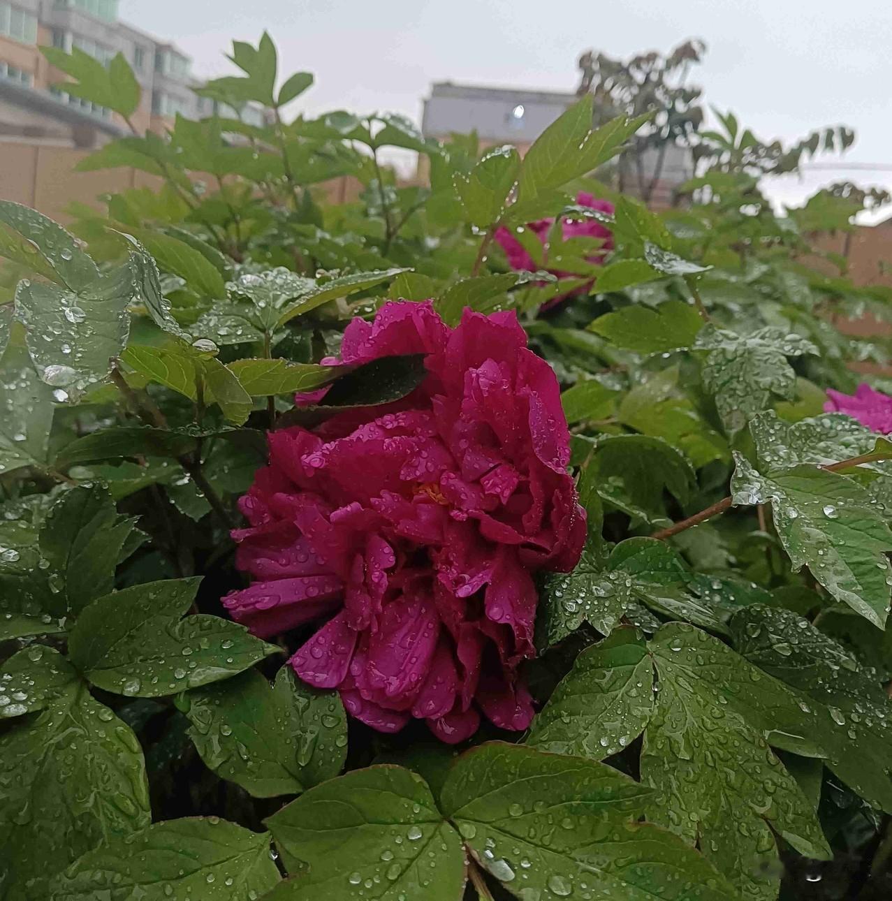 今天是5月6日，星期三，今天我们这里下雨了，最高气温零上20度，最低气温零上10