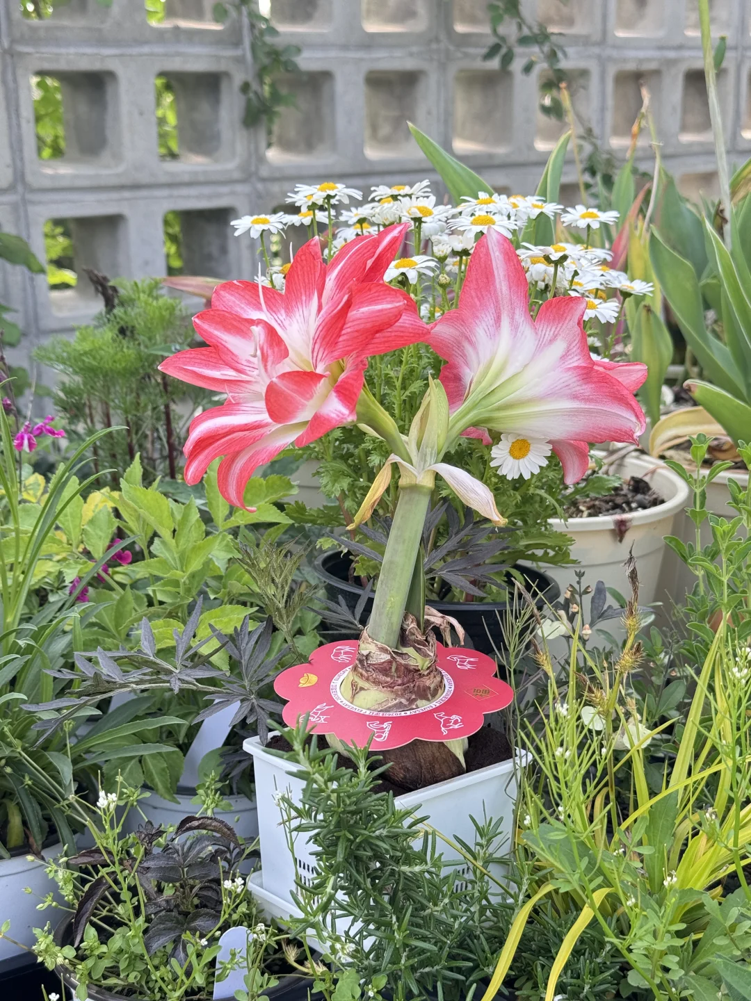 你的朱顶红开花了嘛 值得分享出来