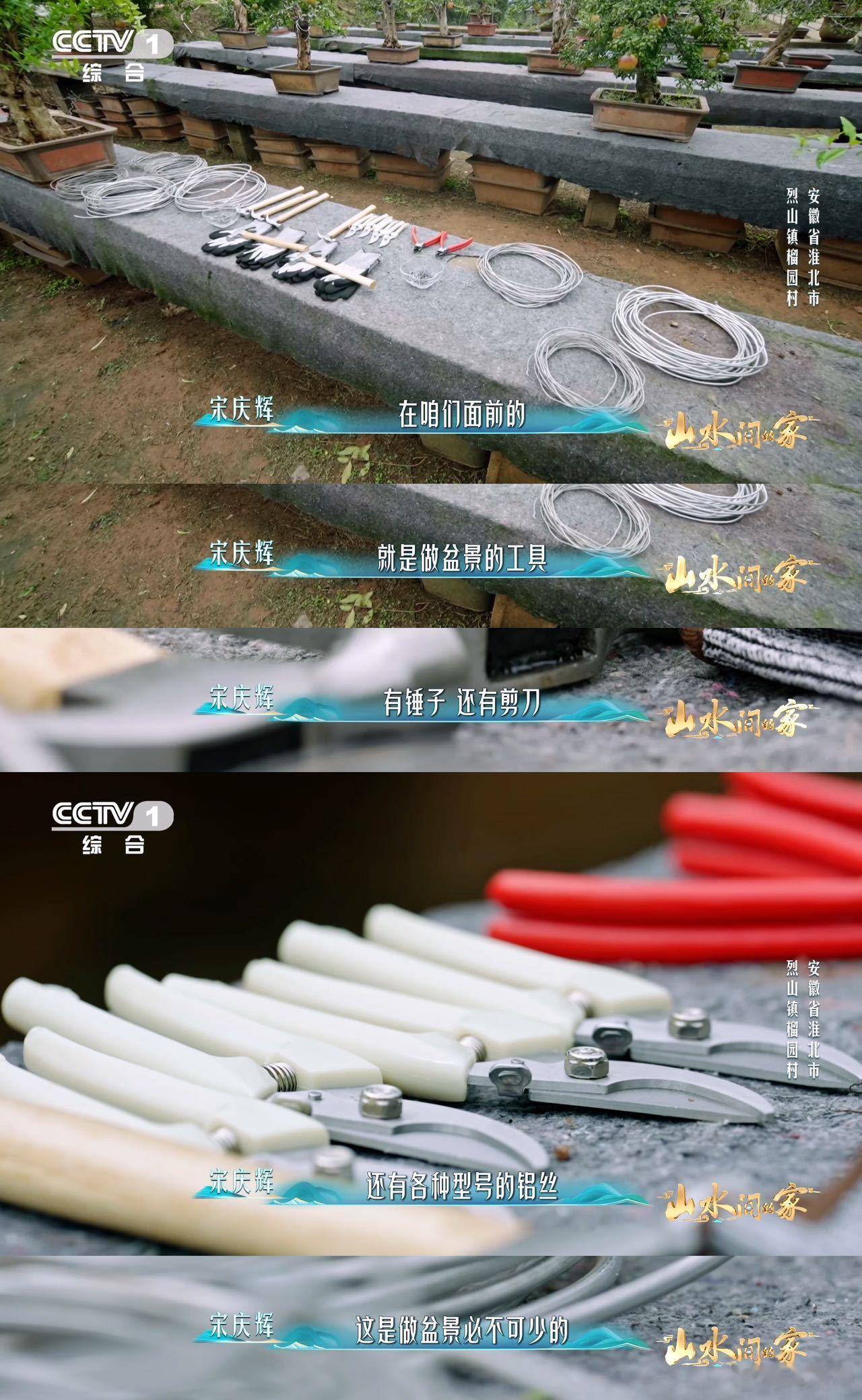 中国人欣赏盆景的血脉觉醒了已经到能欣赏盆景的年纪了 真的莫名就爱上盆景了，石榴盆