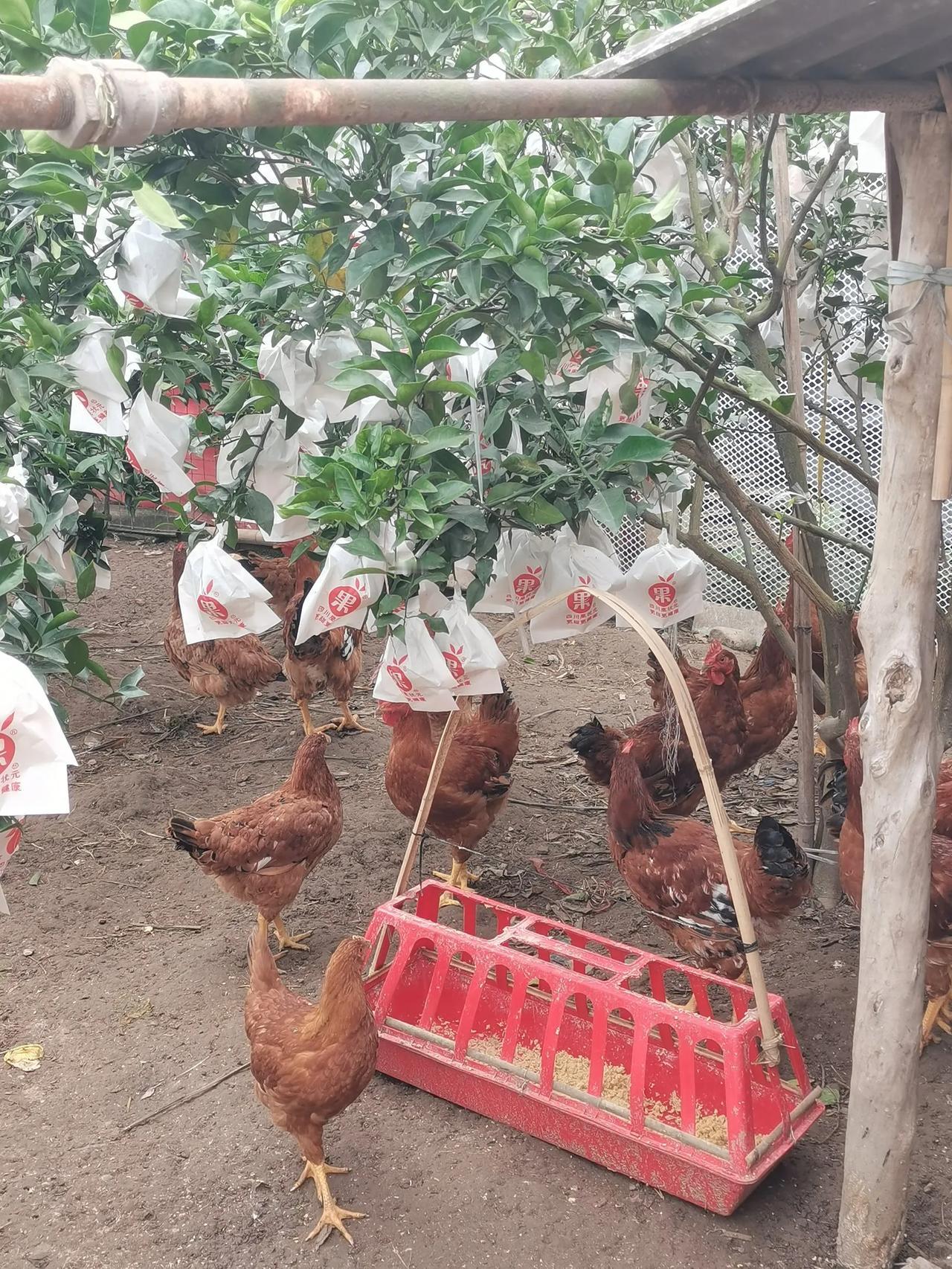 昨日在乡村亲戚家吃完晚饭，表舅就去给我们摘水果，我不要他摘那么多，说尝尝就行--