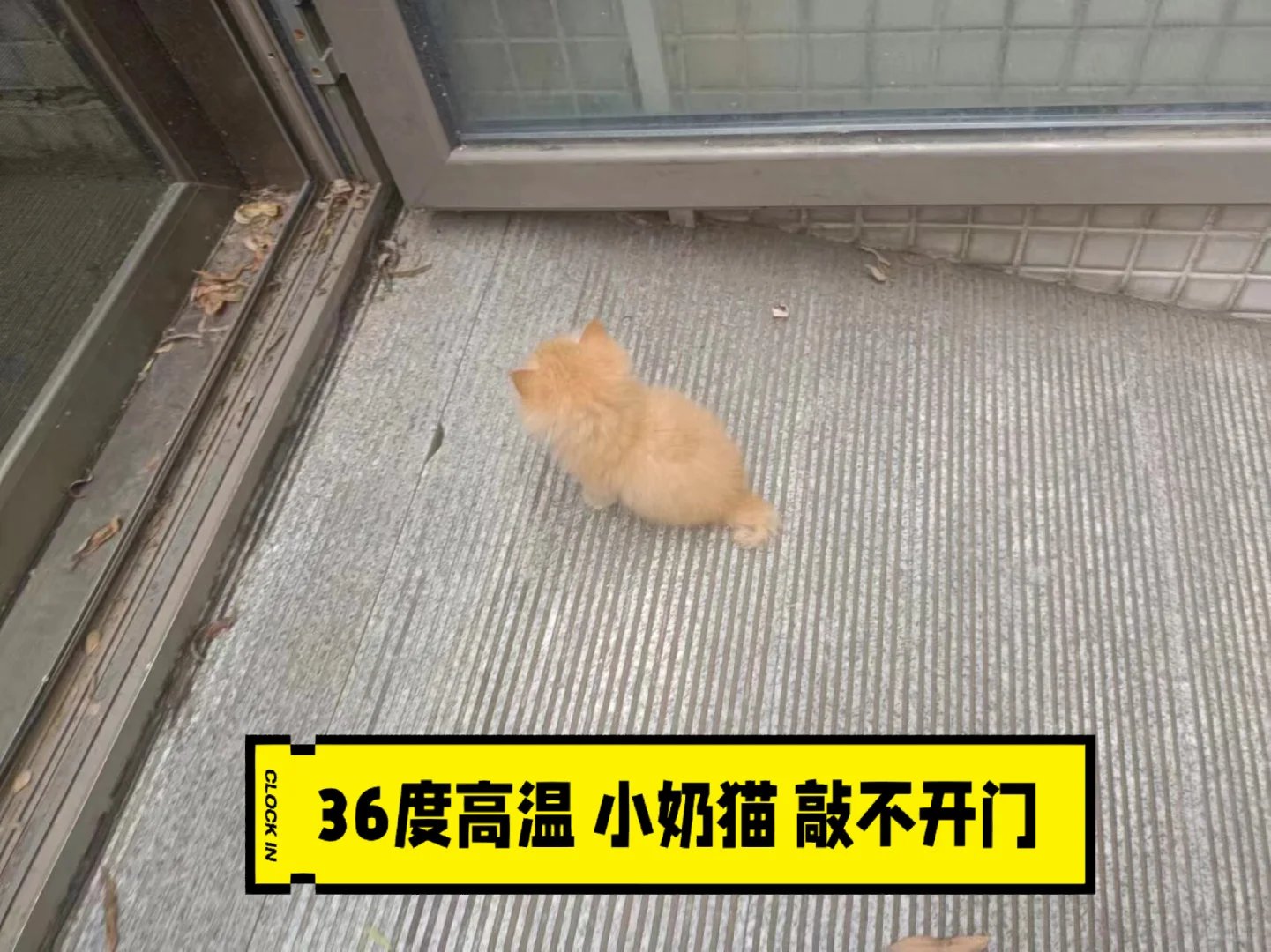 36度高温小奶猫敲不开门！西直门求助，急[哭惹R][哭惹R]网友发现家...
