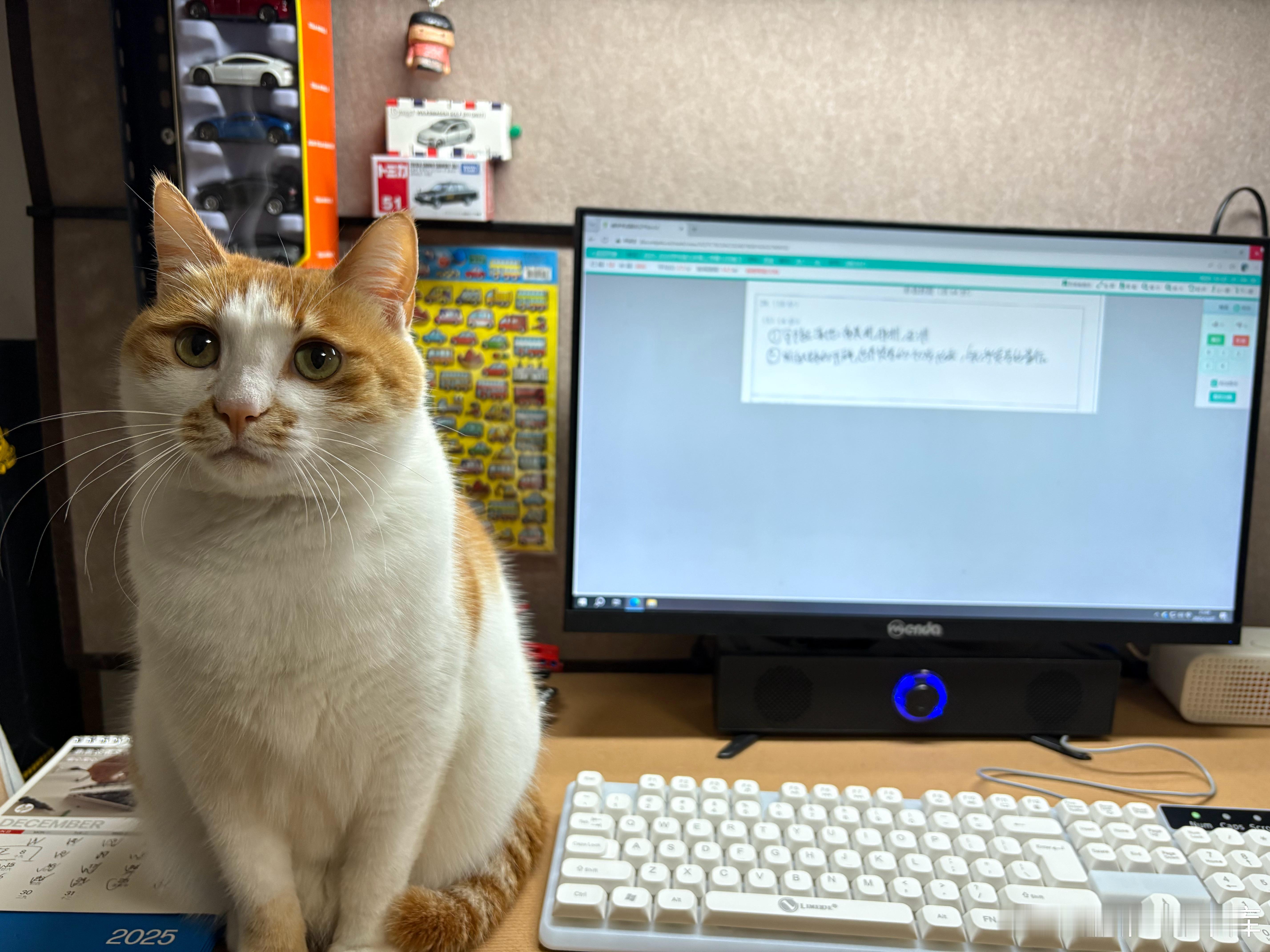 居家搭子🐱 武汉