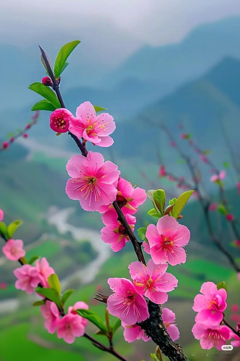 下联：春风一夜桃花开。