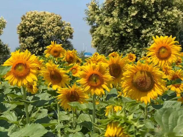 微风吹过，夏意漫过晴空与花海～ 