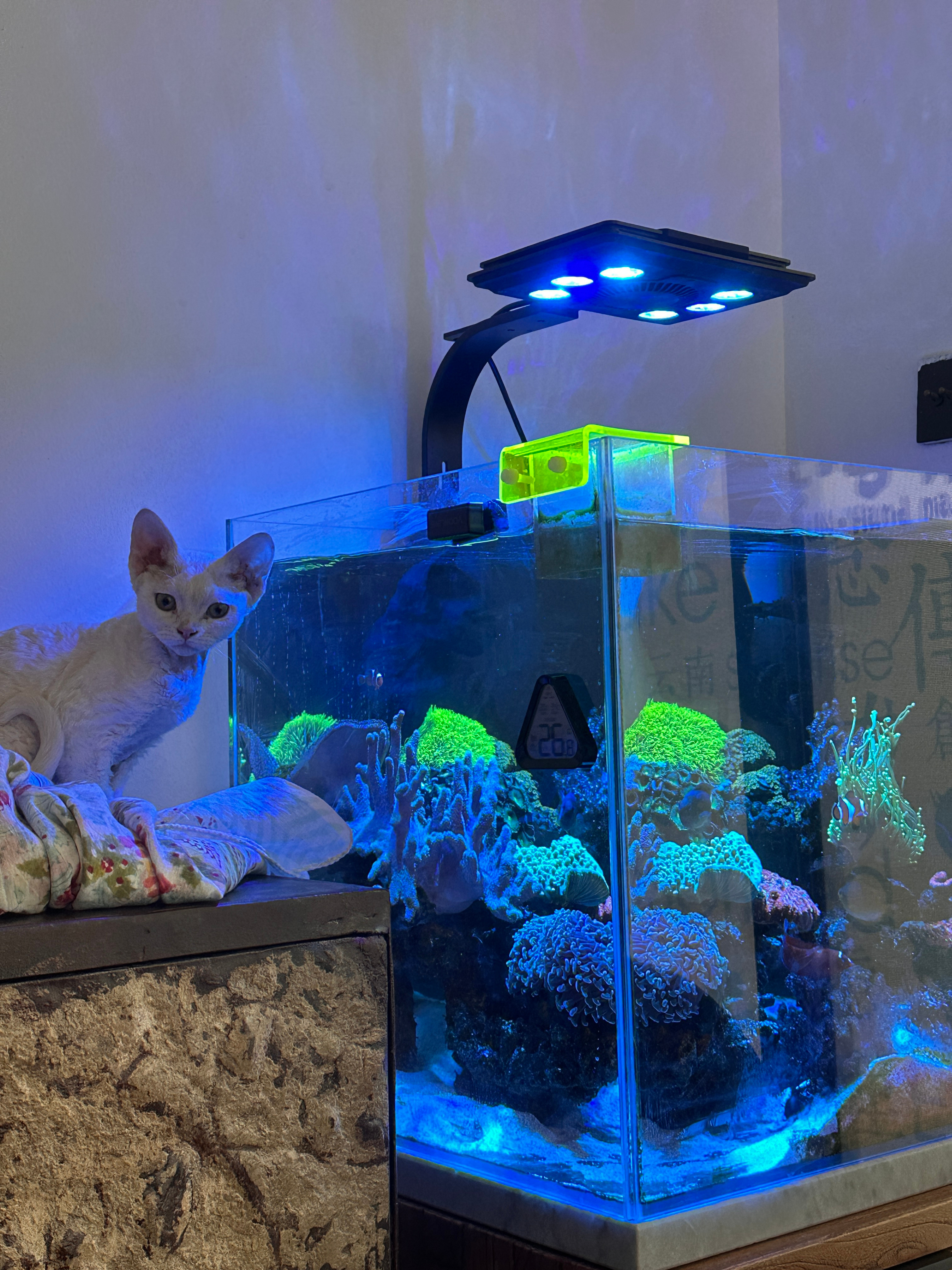 小馋猫原来真的有缘故hhh小猫太馋了 不管我吃什么她闻见味道就自己过来了 我也不