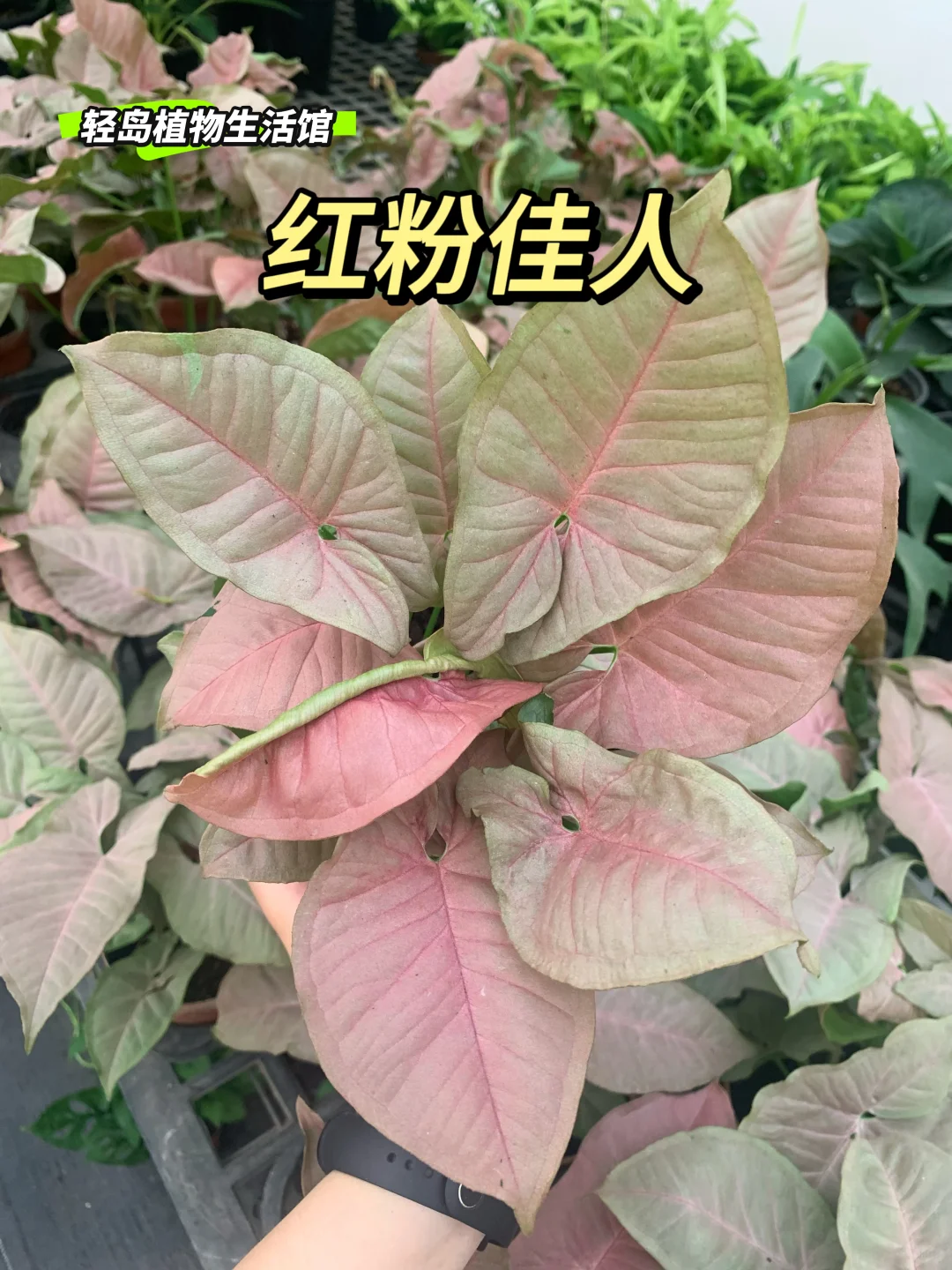 今日邂逅一位红粉佳人💕