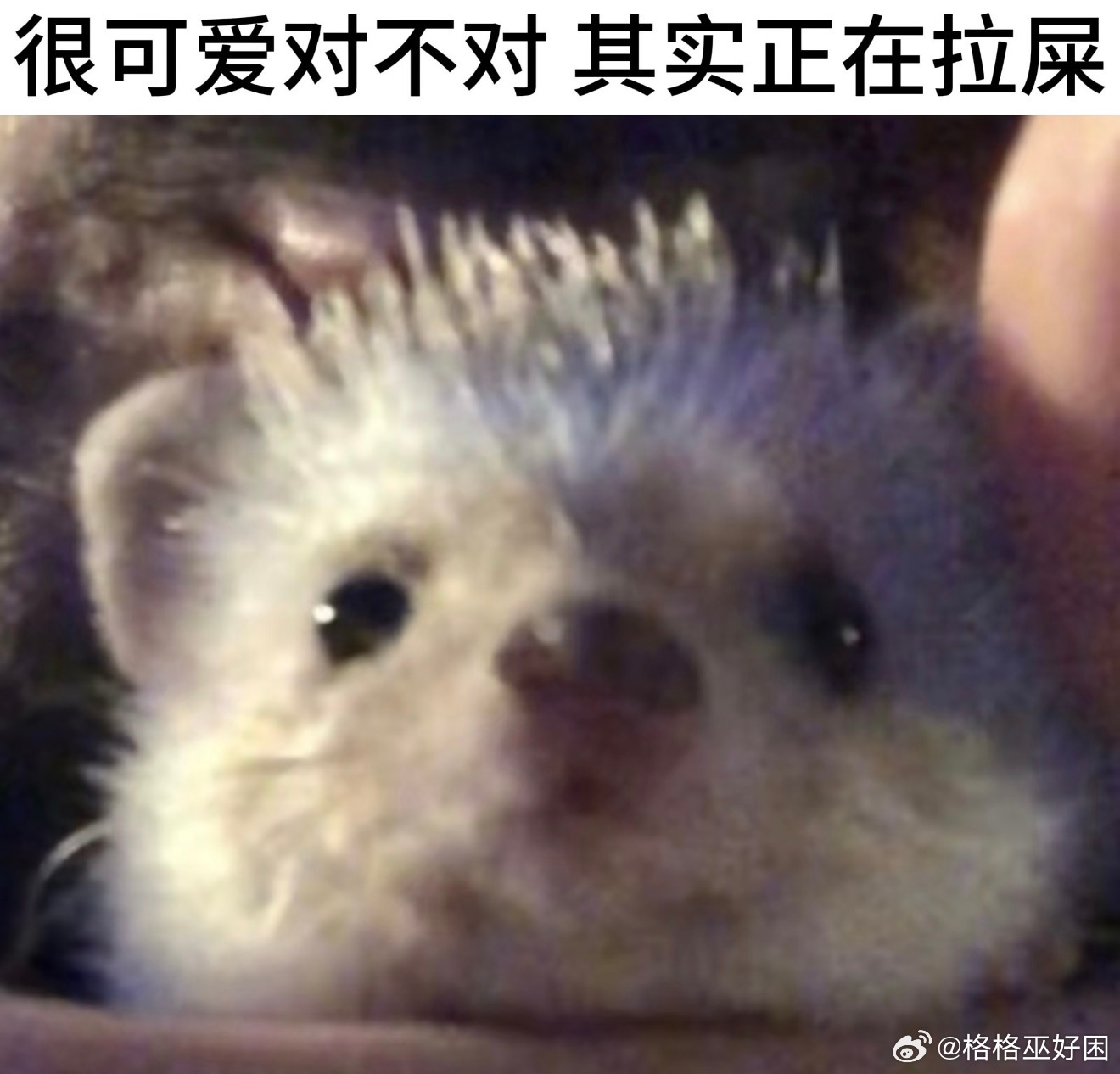 我感觉有个人又吃圆了 