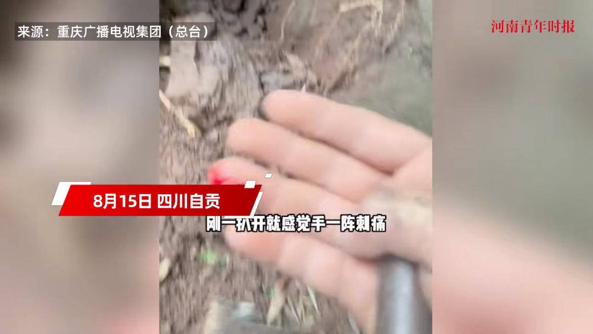悲剧还是发生了！8月15日，四川自贡，一男子到竹林里采摘蘑菇时，刚一伸手准备掏开