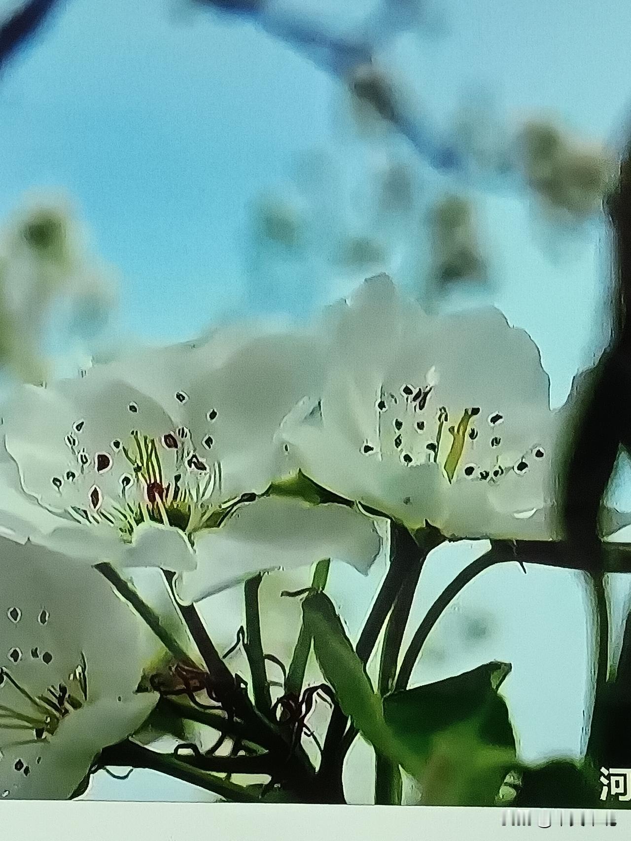 梨花压了海棠，是春末的情话。粉白的花瓣落进初夏的怀里，像岁月从容过渡。

游人踩