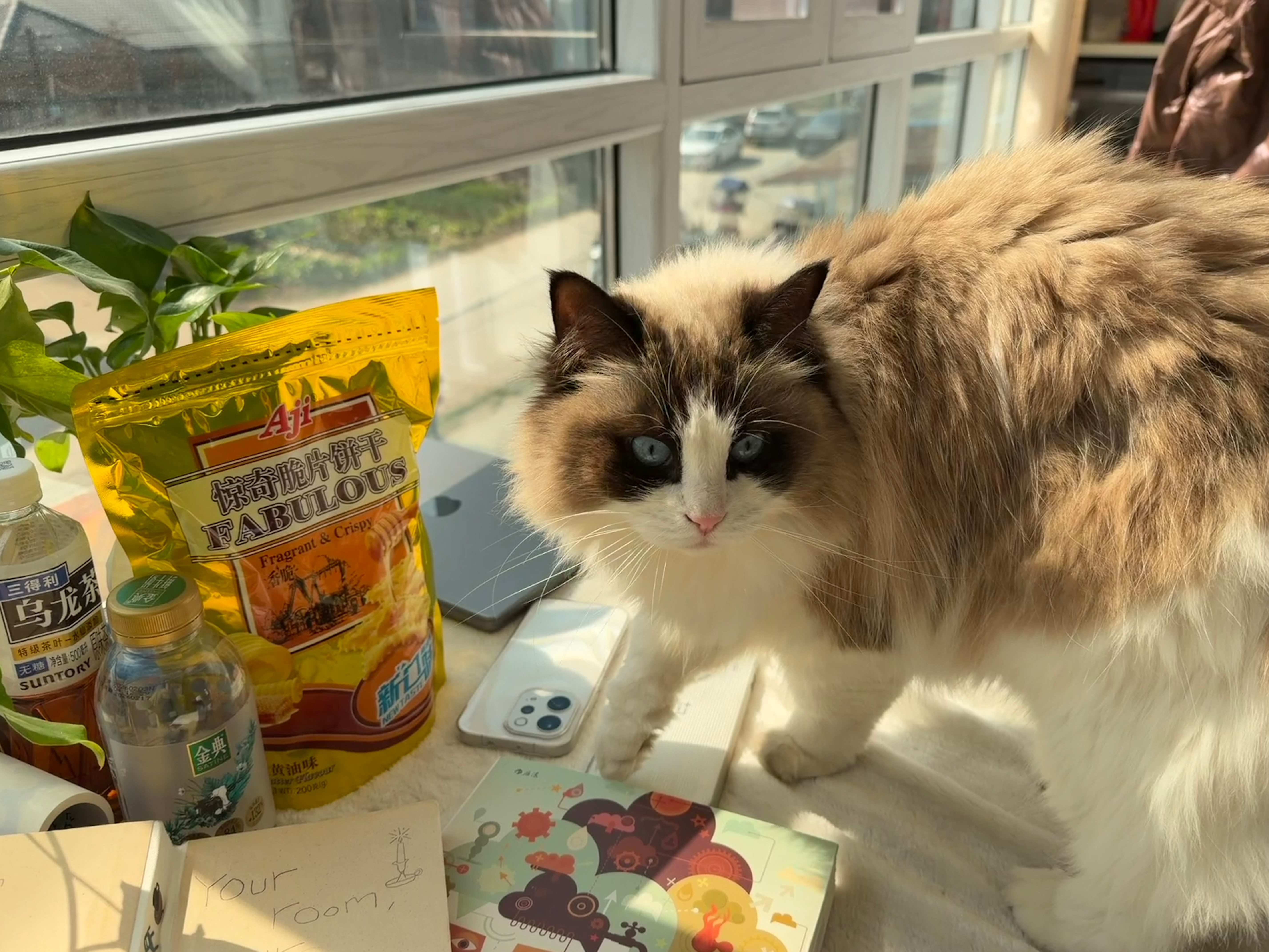 春节假期天气地图来了今天天气真好 晒晒太阳☀️但是过年那两天要降温