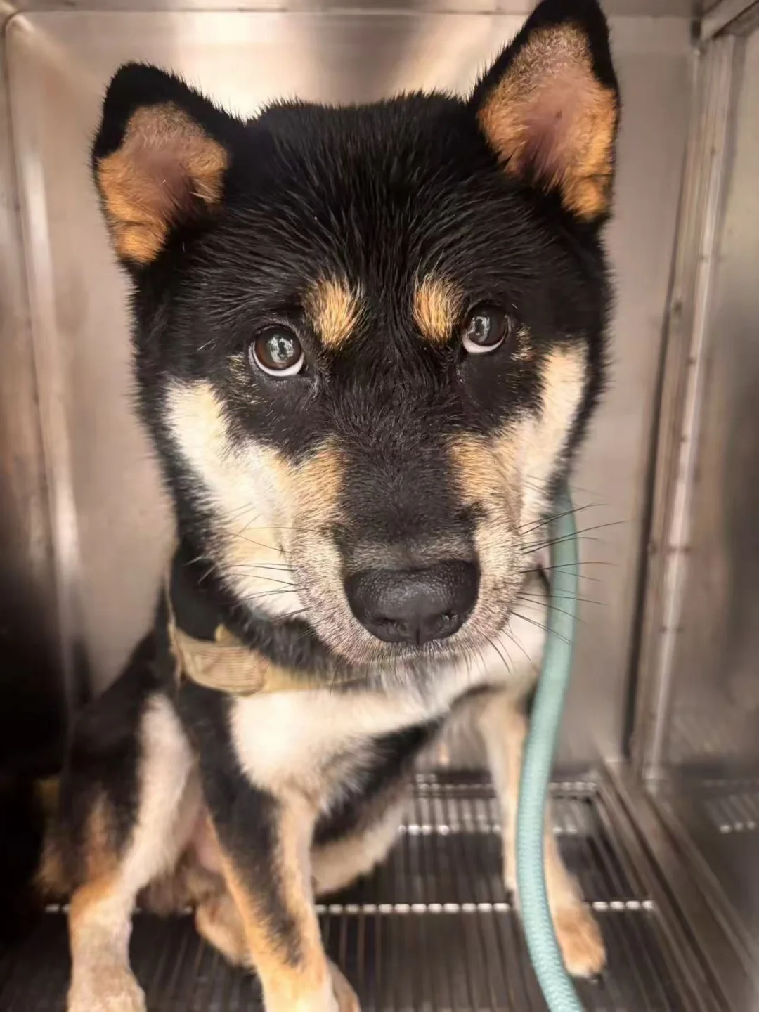 前滩捡到柴犬一只 主人速来！