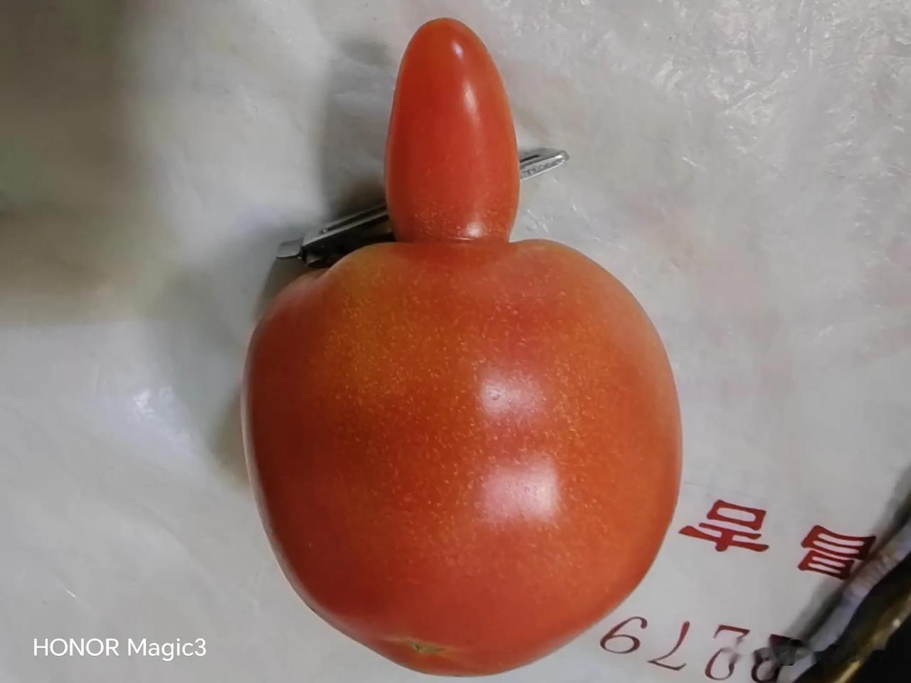 这东西也有野生的？
大家看看，
像不像皮皮鲁的
红鼻子