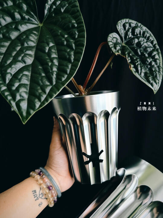 这抹银就是花烛最Bang的滤镜‼️