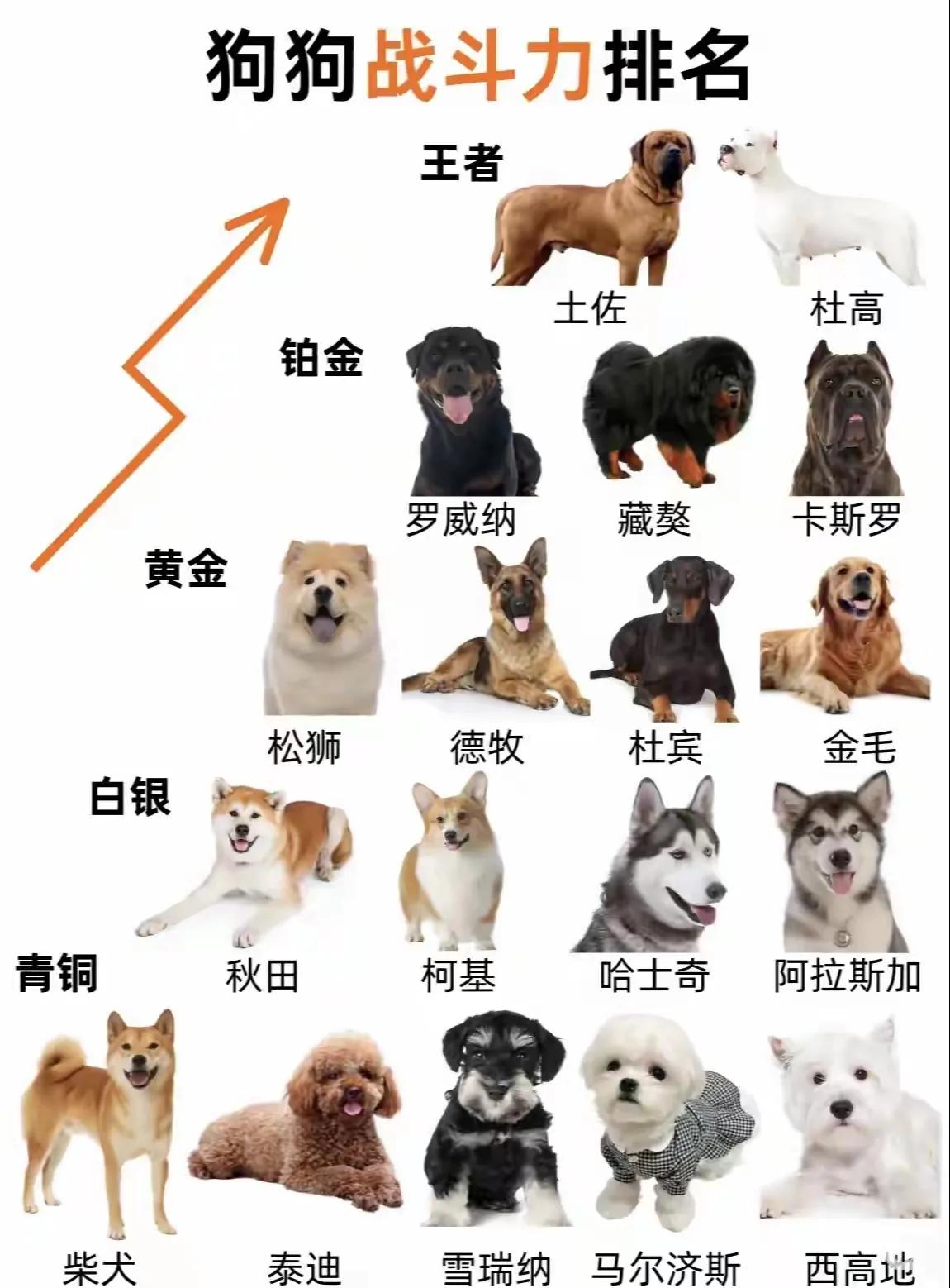 狗狗战斗力大揭秘，狗狗界战斗力排行榜！#狗狗 #萌宠出道计划 #科普  #科学养