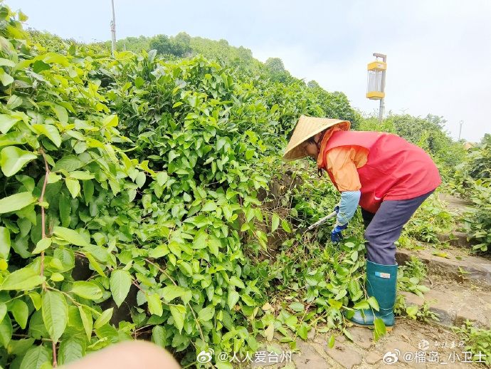 玉环火山茶第一泡不洗茶的底气从何来 夏季别人抢收夏茶，玉环这座火山茶园却“躺平”