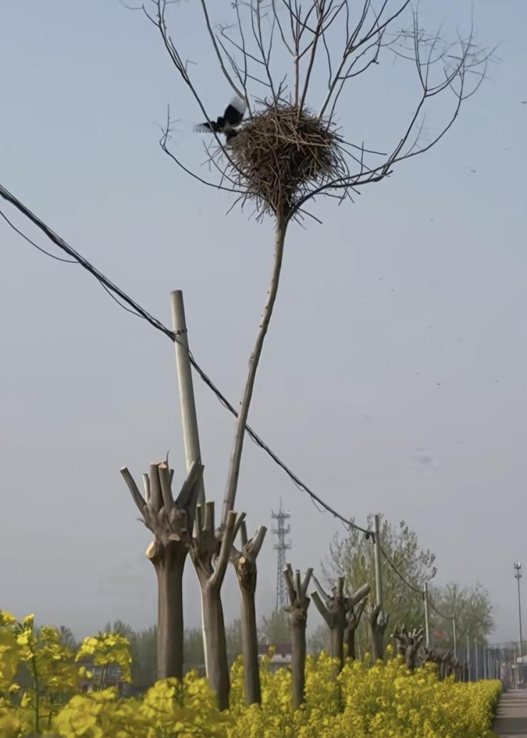 风景美图分享向这位修树的师傅致敬！仁爱之心必有好报！