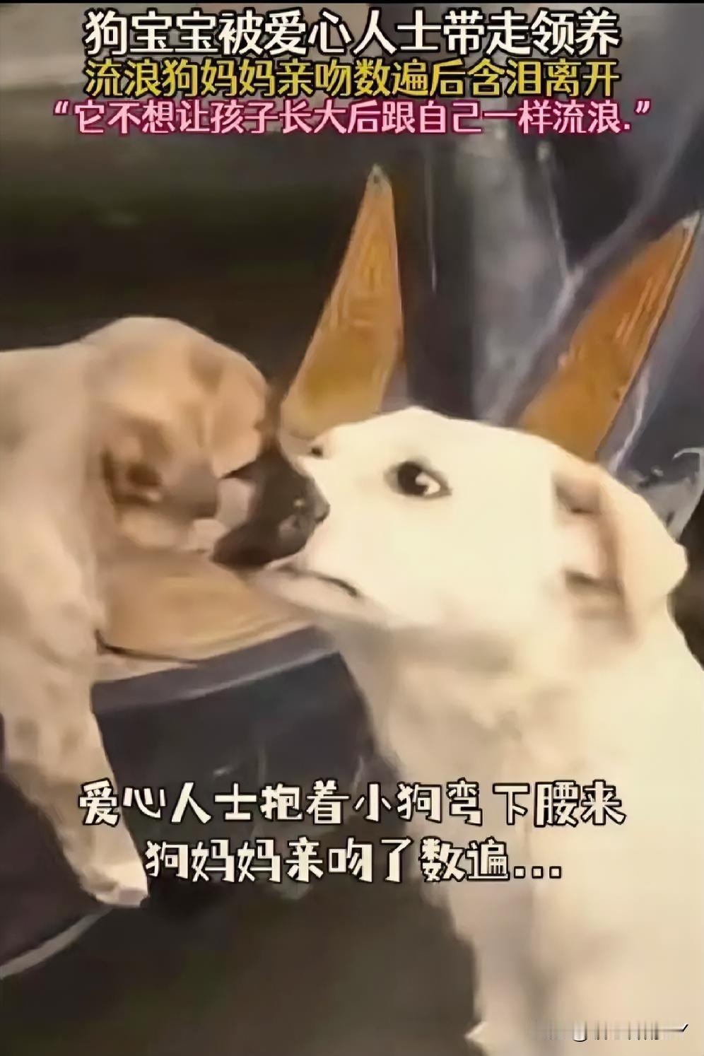 流浪狗妈吻别幼子，一个转身藏着多少母爱与无奈……

那个寻常的午后，流浪狗妈妈望