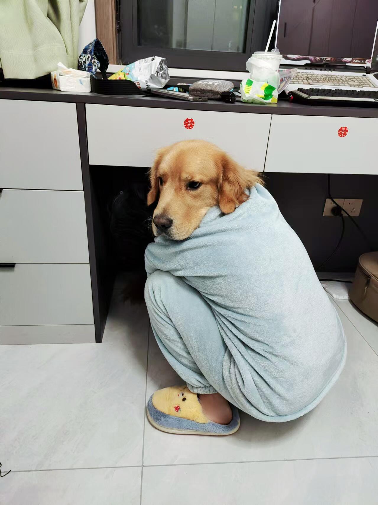 神级错位图 （哼 本小狗不开心了！）cr：显眼包地雷 
