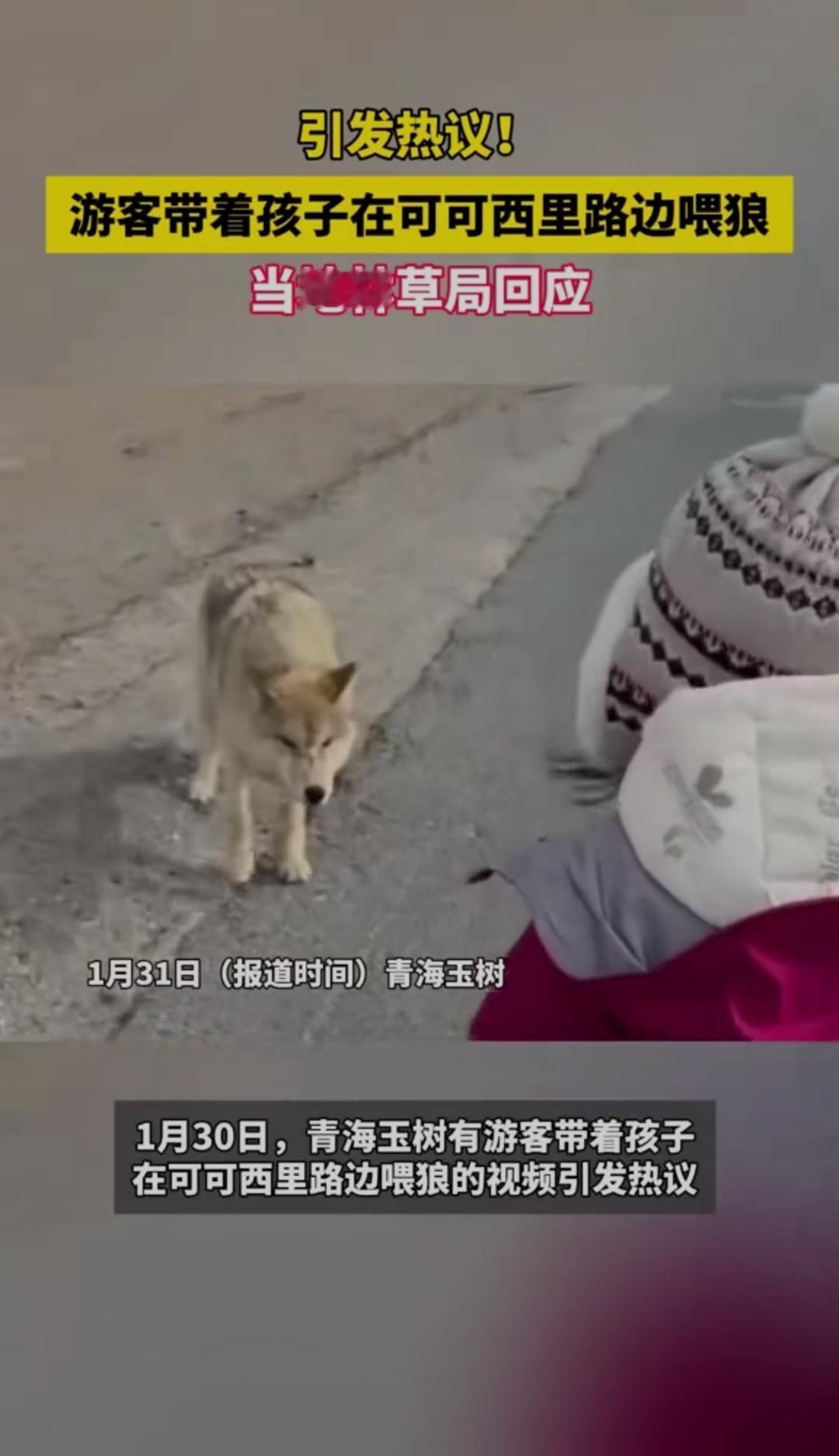 引发热议！游客带着孩子在可可西里路边喂狼 当地林草局回应
 
1月31日（报道时