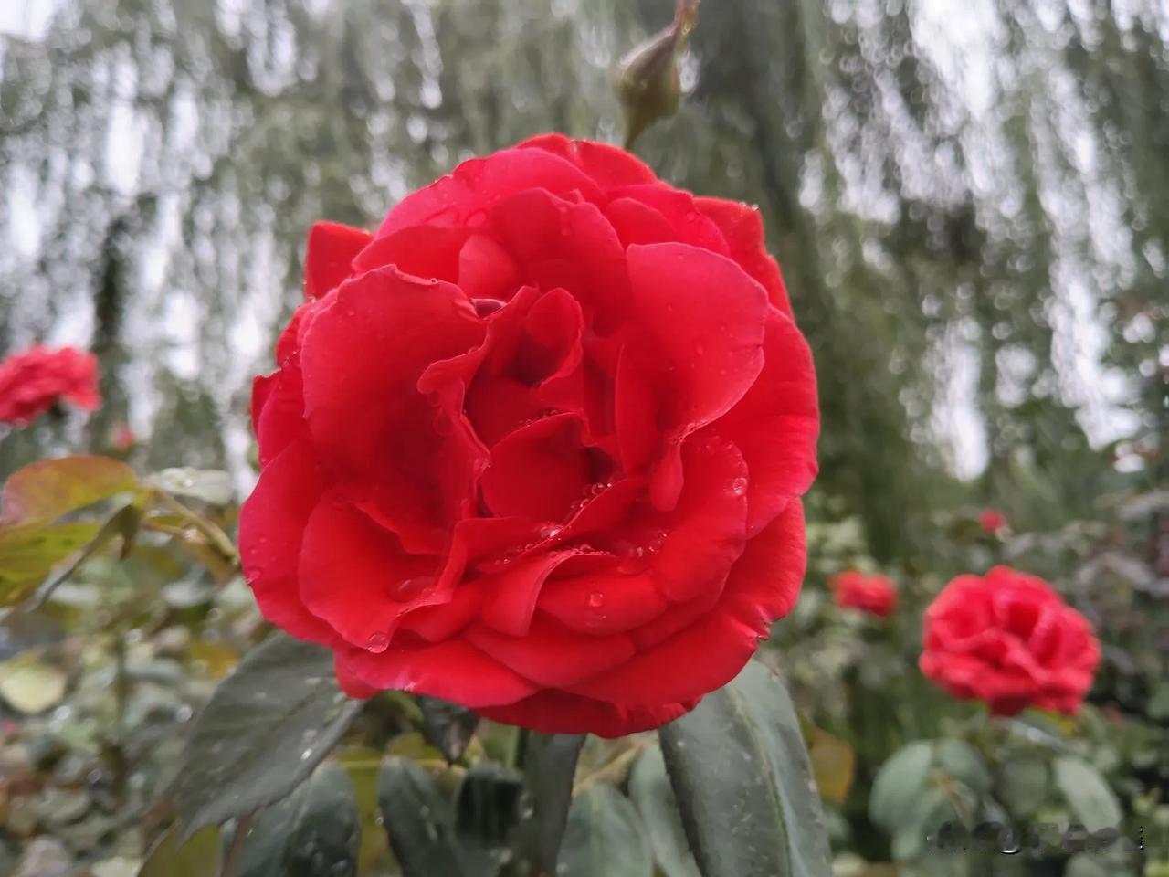 秋雨中的月季花。
今天是国庆长假第一天，也是伟大祖国的75岁生日，今天的天安门盛