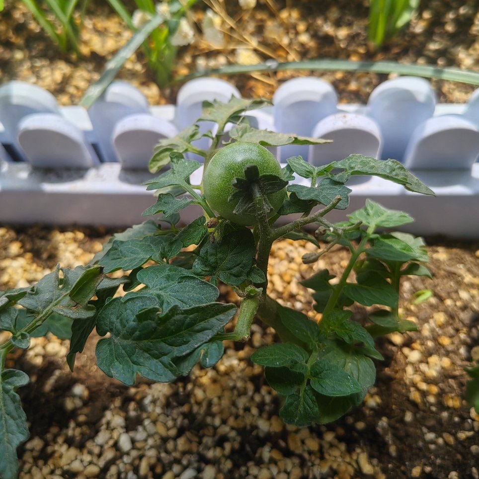 新一轮的圣女果🍅苗运输过程中花苞都掉了，只结了这一个果哈哈 