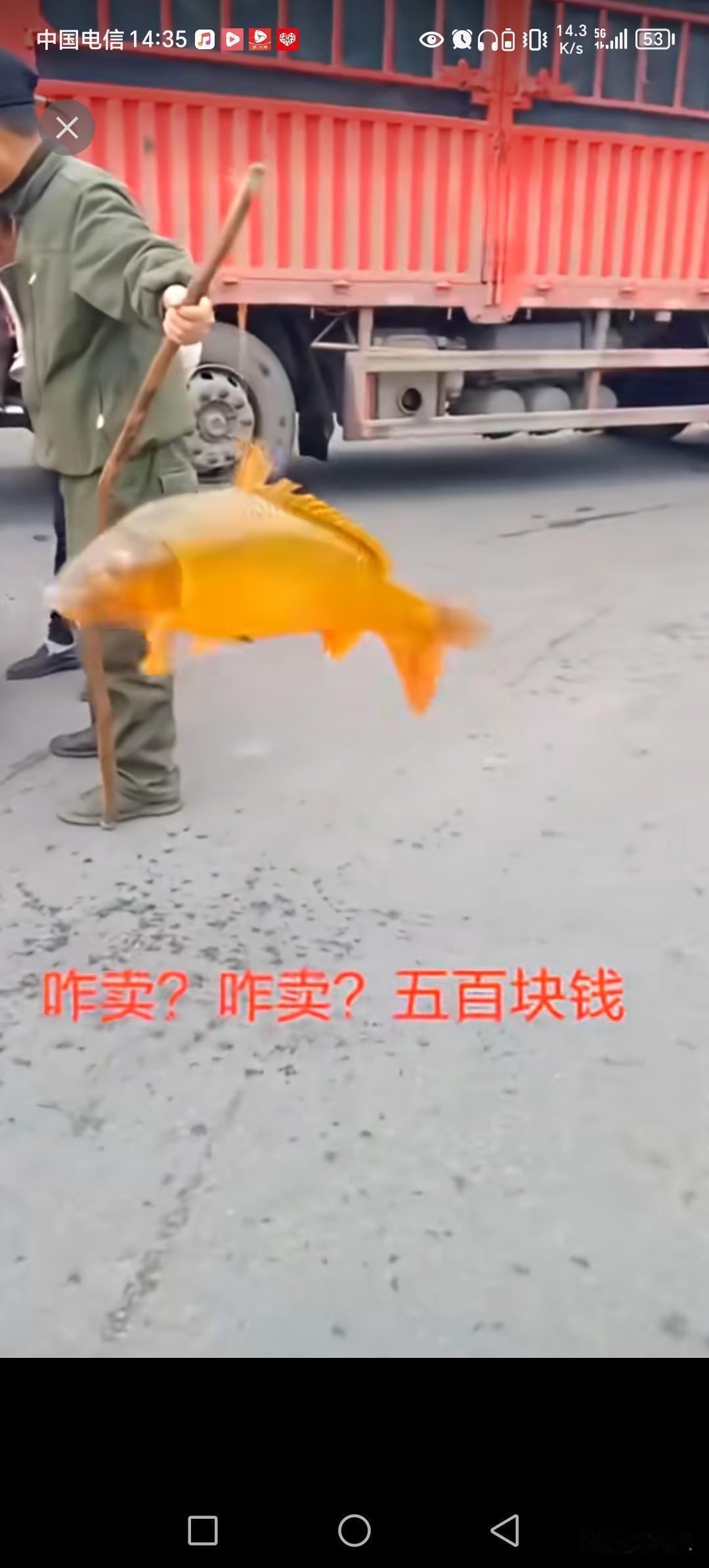 大爷跟钓龟卖是同一帮人吗？
开价500卖，一条金鲤鱼。