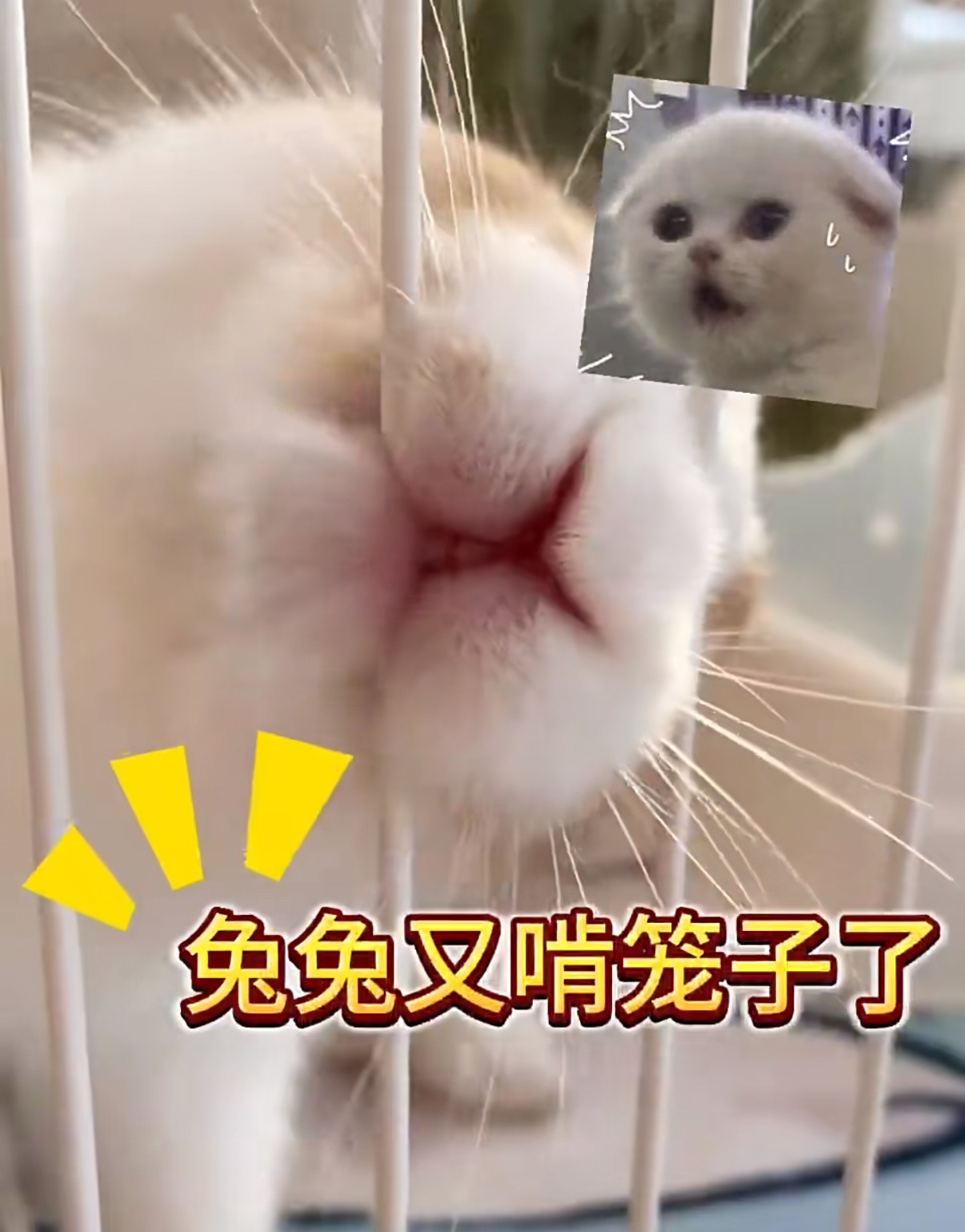分享图片 