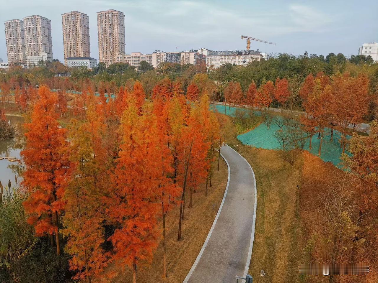 青香蕉能吃吗？
     未完全成熟的青香蕉可以吃，但通常不作为水果直接生吃，而