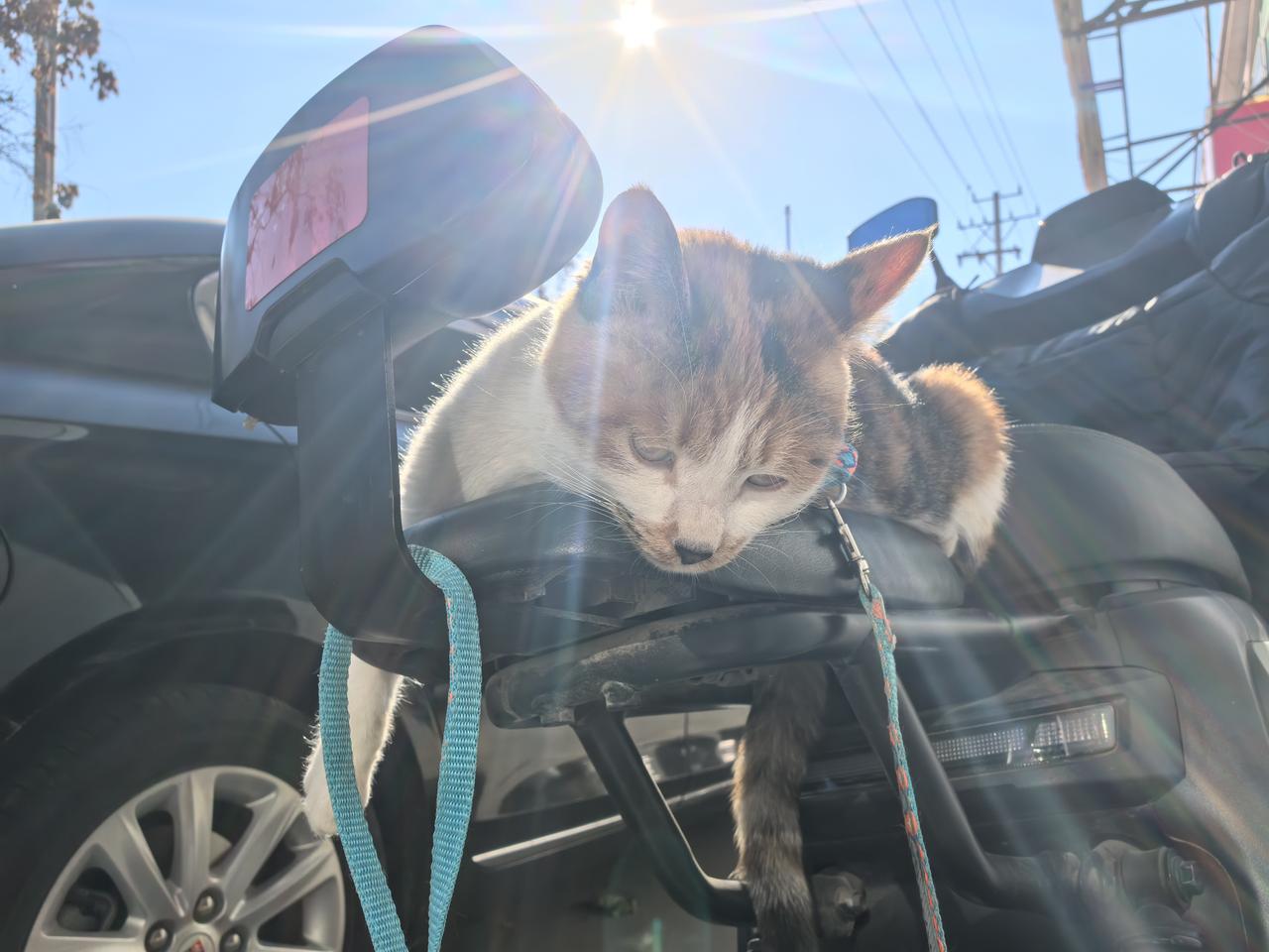 美军不是外军，是日本的爹，是内军[呲牙]