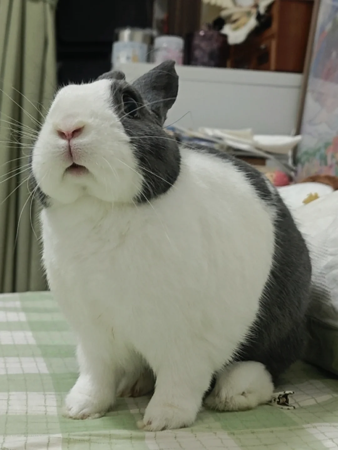 小猪～