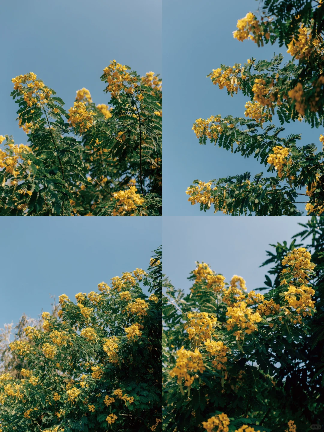 灿灿黄花，飘飘似雨｜秋天里的小黄花｜花草