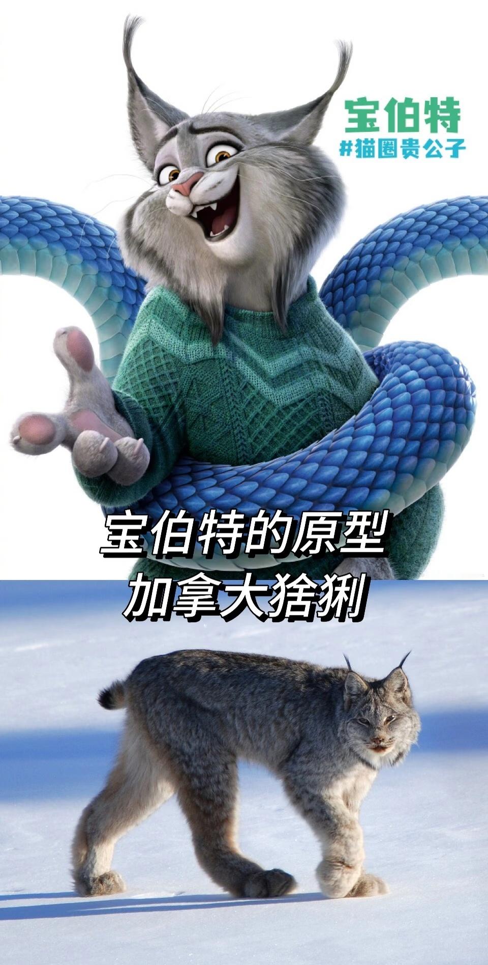 疯狂动物城2反派是猫的原因 原来如此，这是谁想到的角度！米老鼠也是老鼠！ 