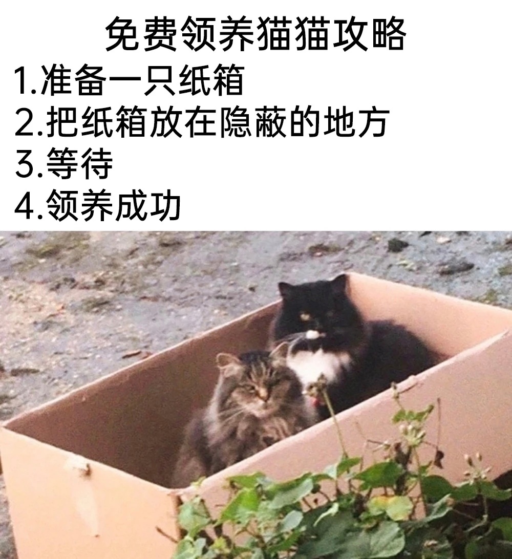 快到箱里来meme ​​​