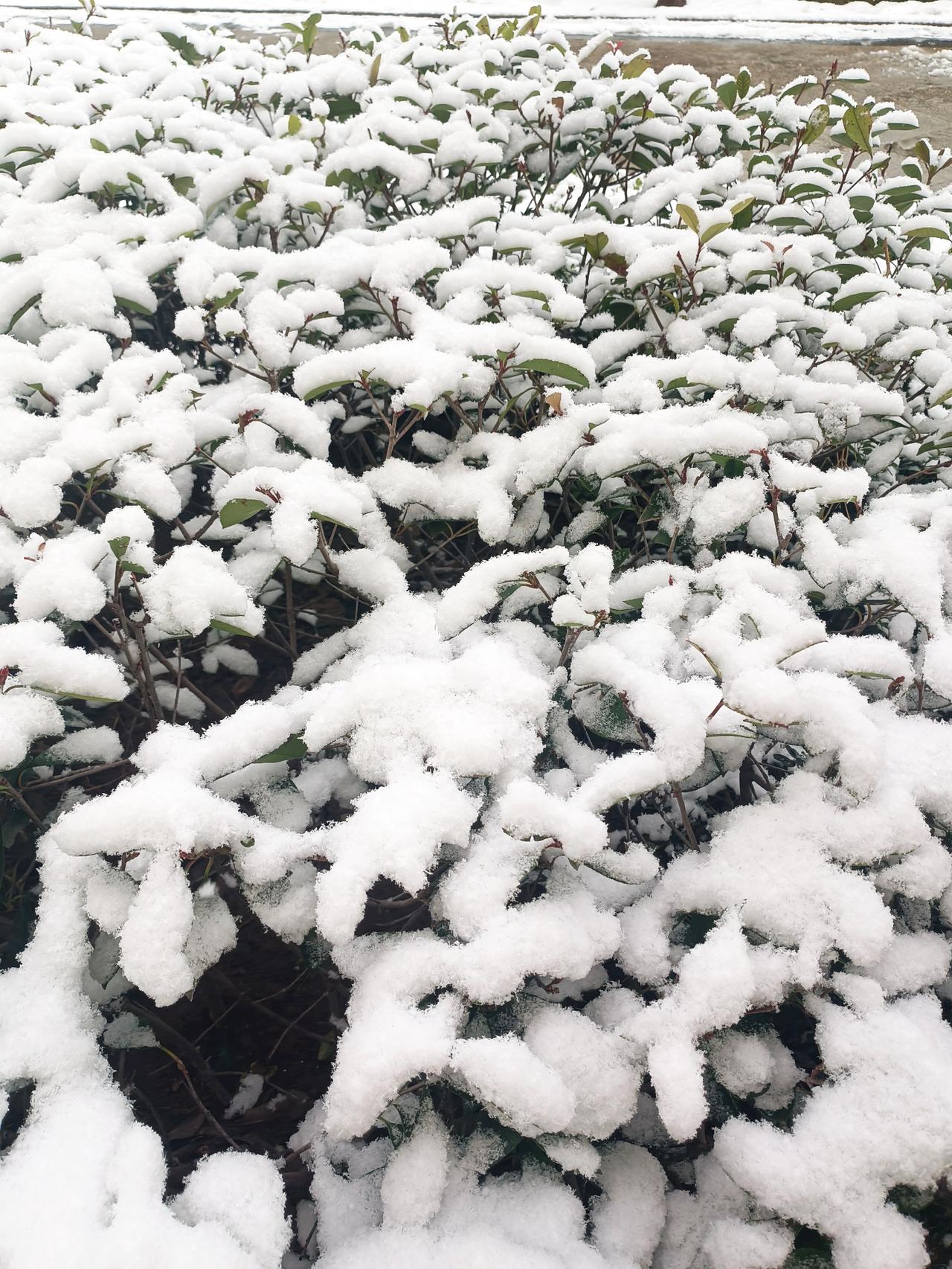 毛绒绒的棉花下来了，这次的雪和上次的雪明显不同，落到地面的雪很快就化了，只有树叶