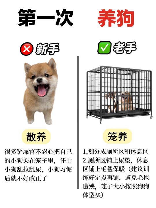 新手铲屎官进来看！第一次养狗注意事项❗️