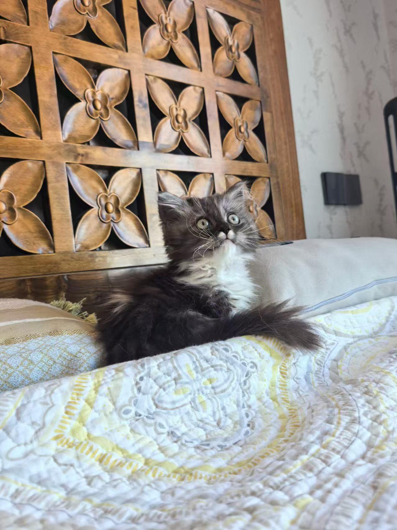 珠海，救助的流浪猫寻找爱心领养
两个月的小小猫女找领养啦！
领养条件一大堆啰哩巴