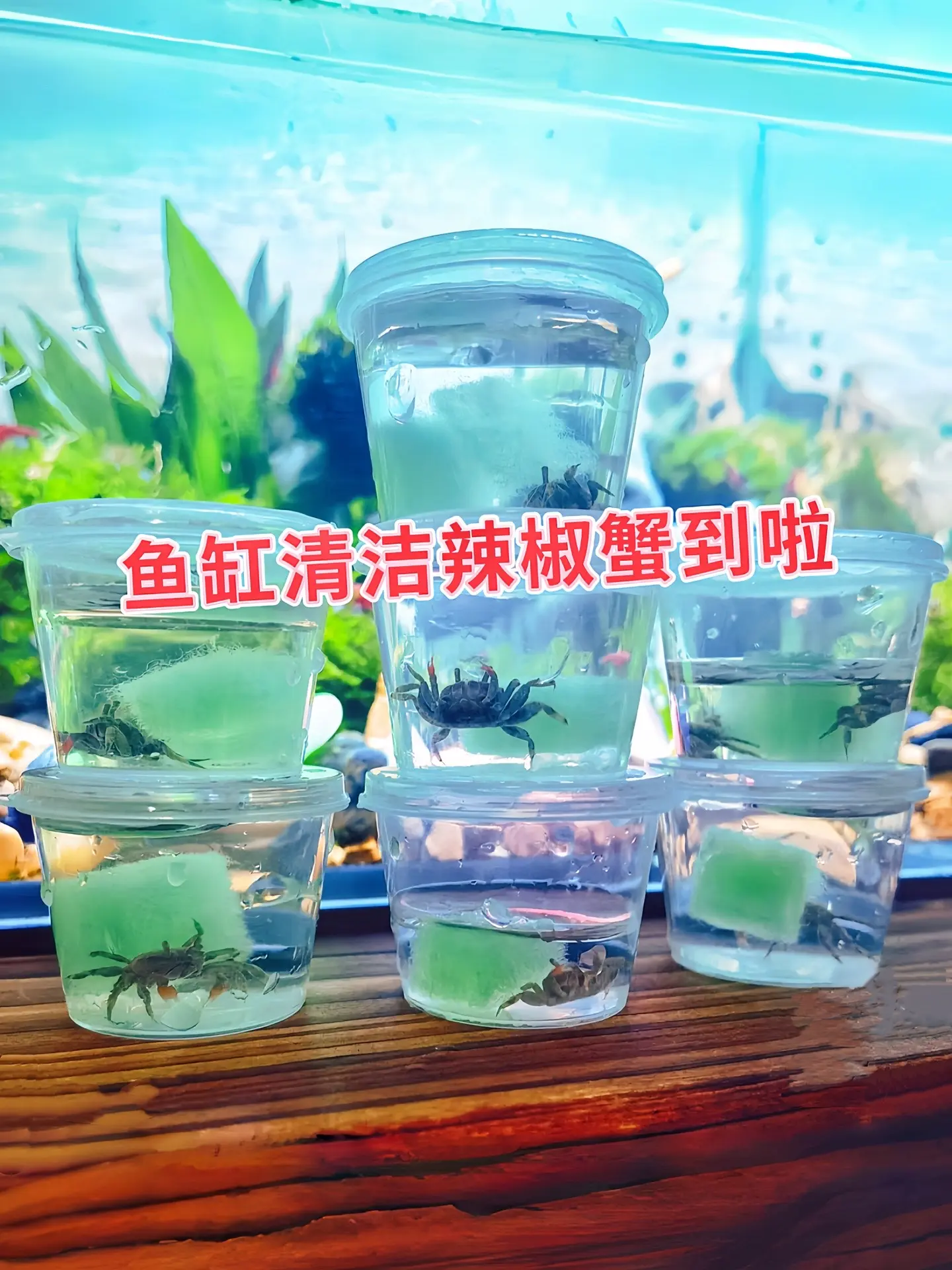迷你辣椒蟹（清洁蟹）主要有以下好处：  清洁水族箱  • 它们会在水族...