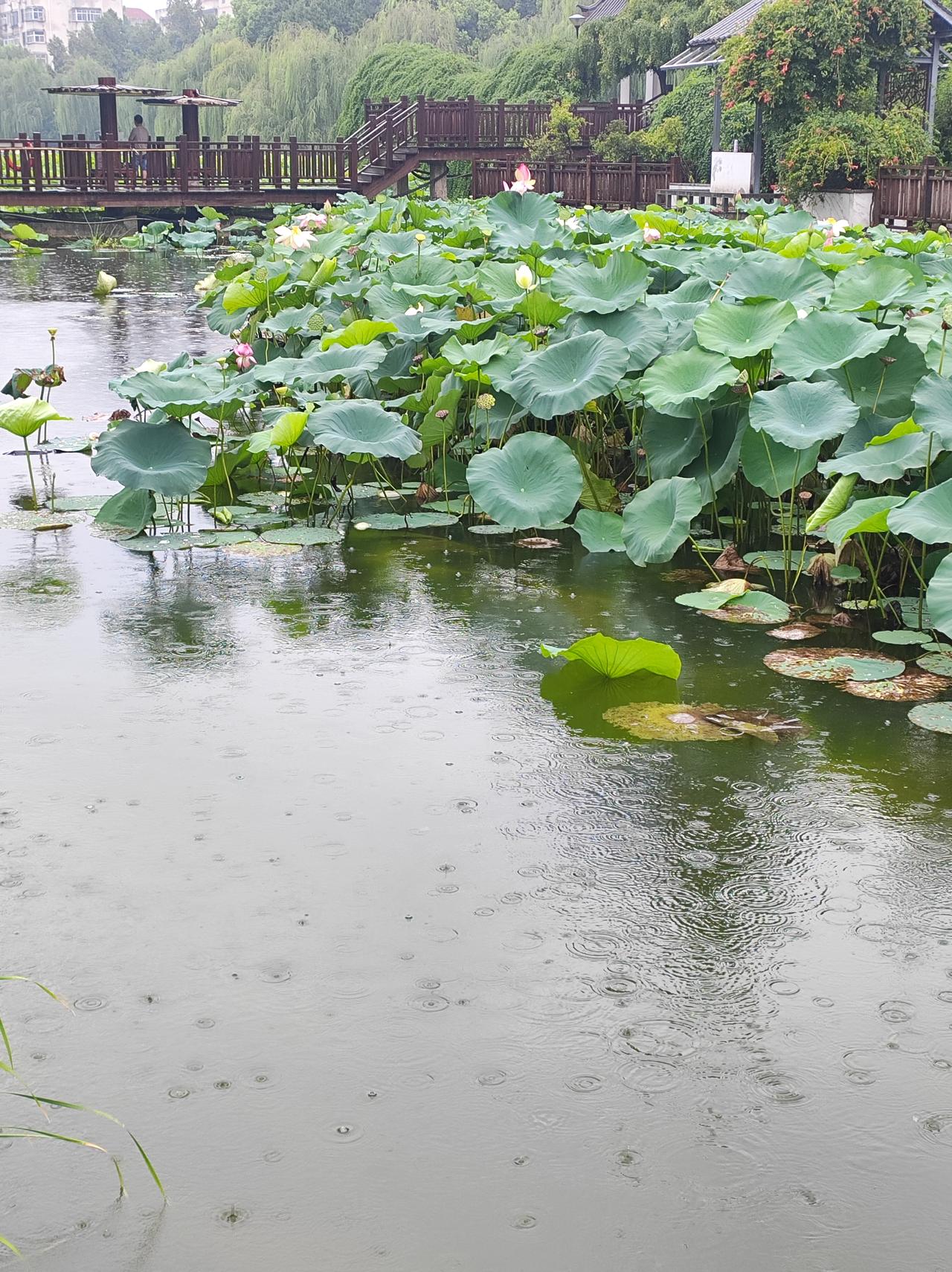 雨中漫步

大雨变成了小雨，等不及雨停就出了家门，雨中漫步的感觉，美的像花儿一样