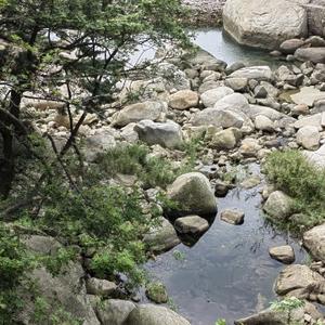 董家溪的小黑猫