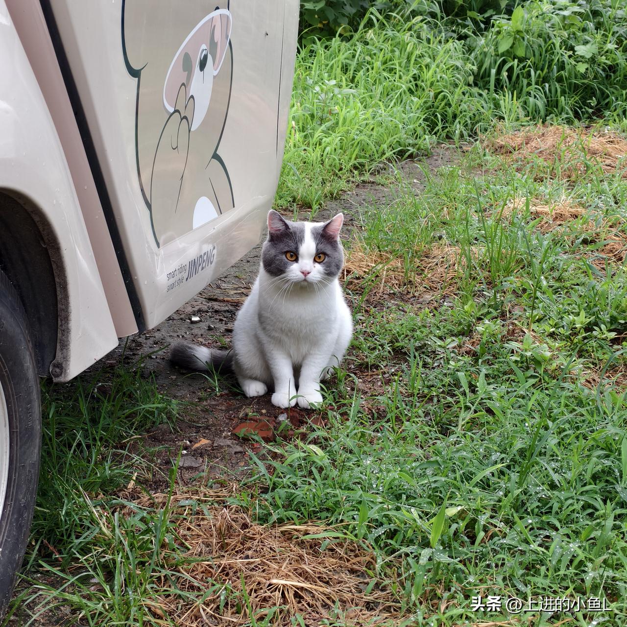 萌猫与车车：谁才是这辆车的真正主人？🐱🚗