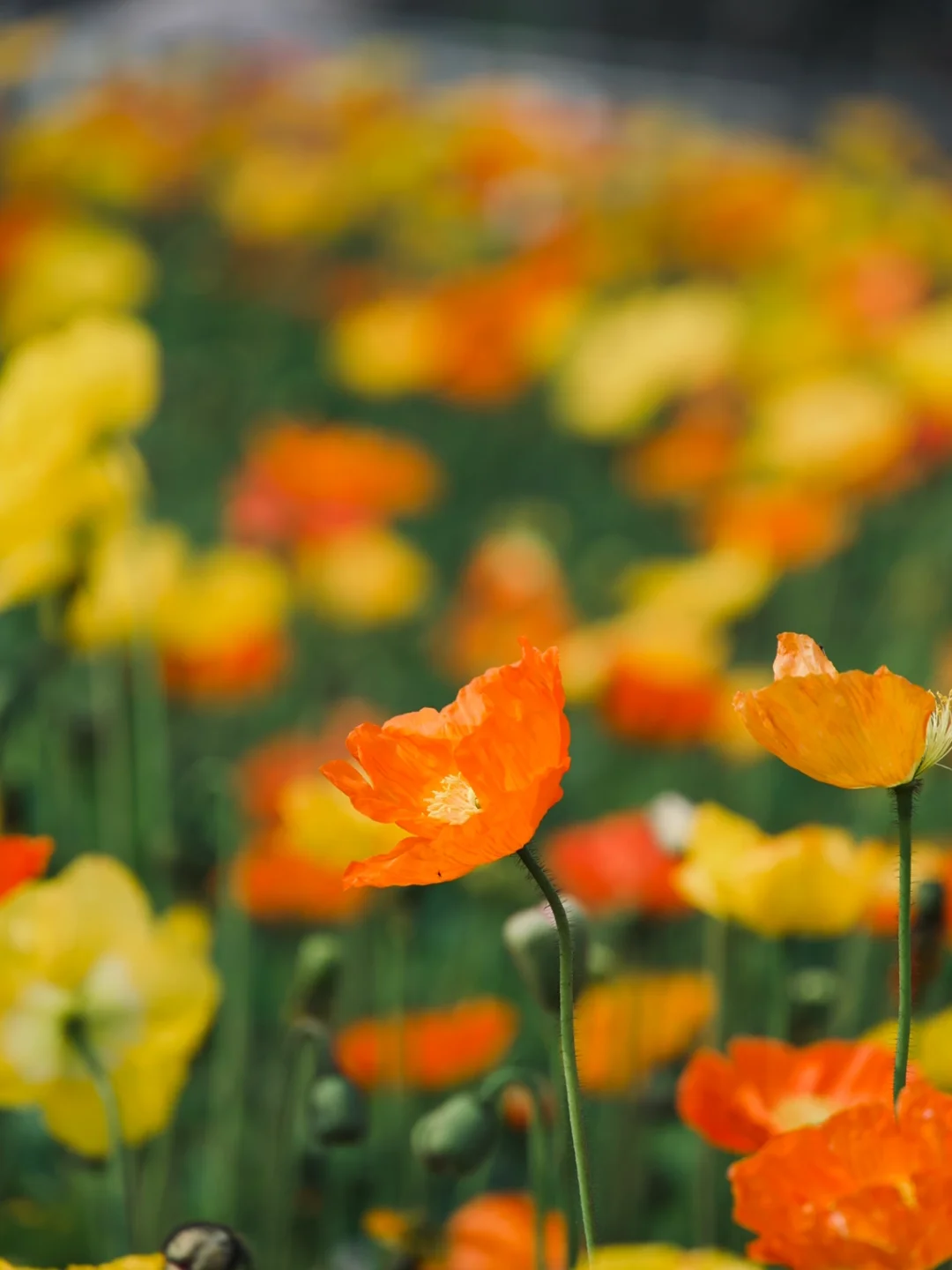 成都市区🌸百万株虞美人开了！免费打卡