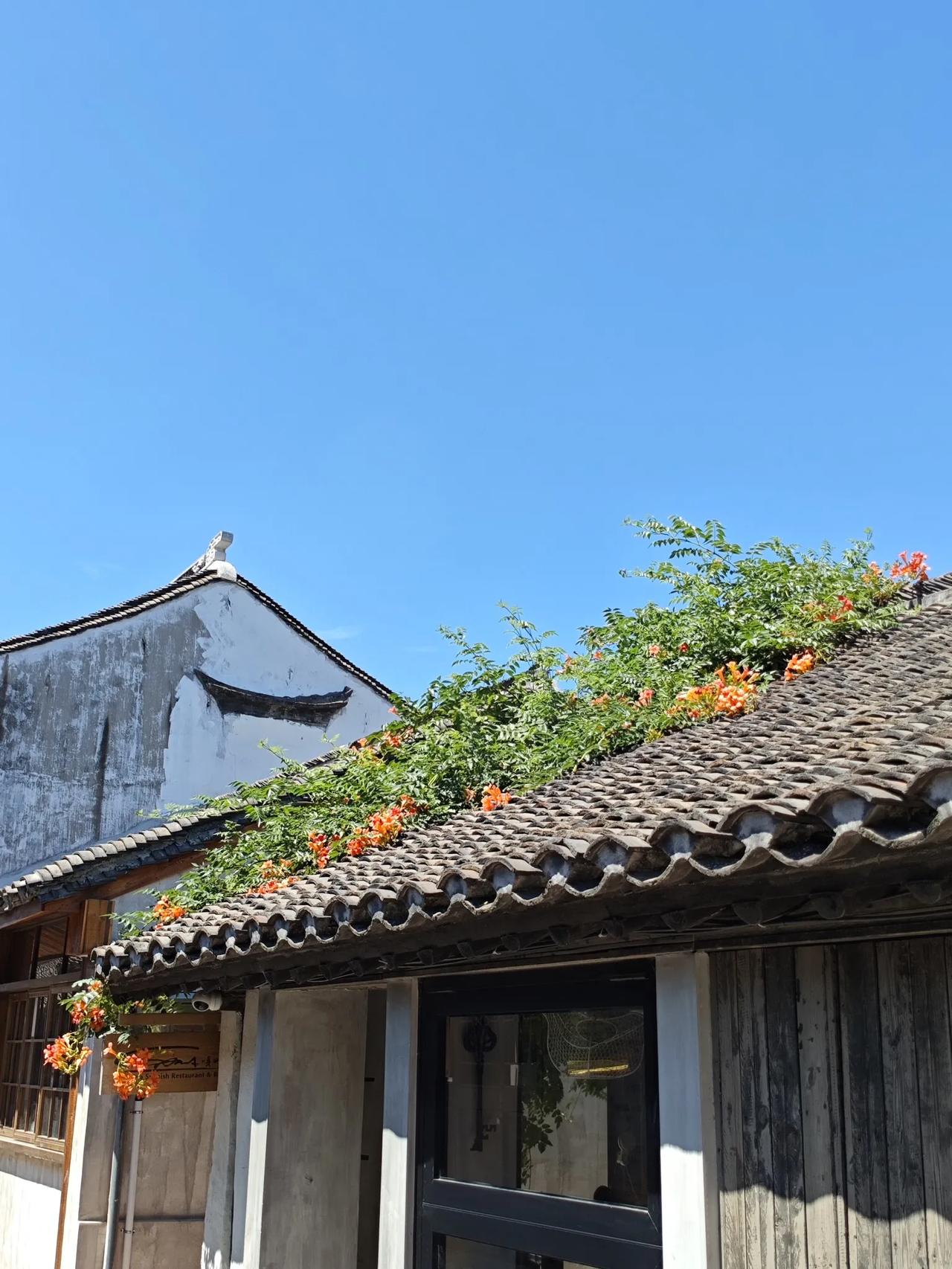 江南行舟玉兰桨
几回窗外闻水响
秋来又见橘子红
人生如梦梦为乡

看到这段“江南