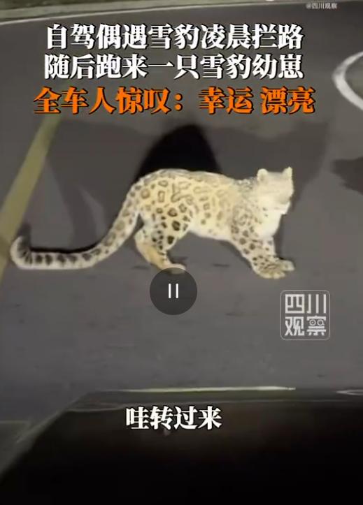 “万物有灵！”8月4日陕西都市热线报道，西藏昌都，男子和家人一起到这里自驾游，竟