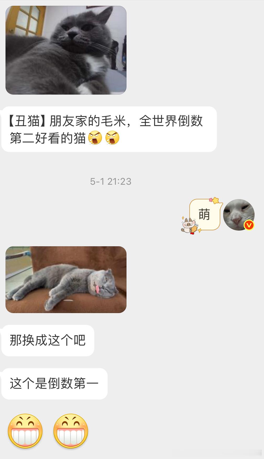 49899【丑猫】朋友家的毛米，全世界倒数第一好看的猫