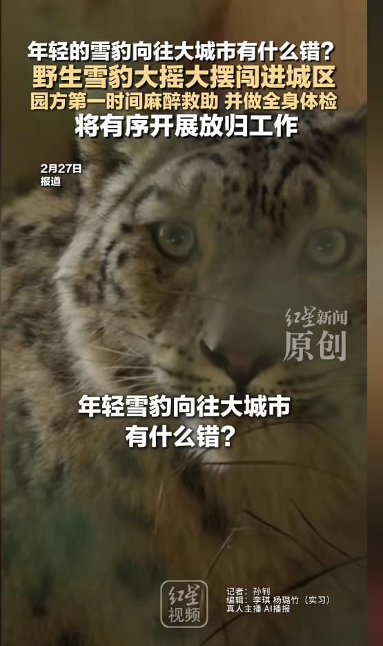 “到手的“编制”跑掉了！”2月24日，青海西宁，一头野生雪豹光明正大的进入城区，