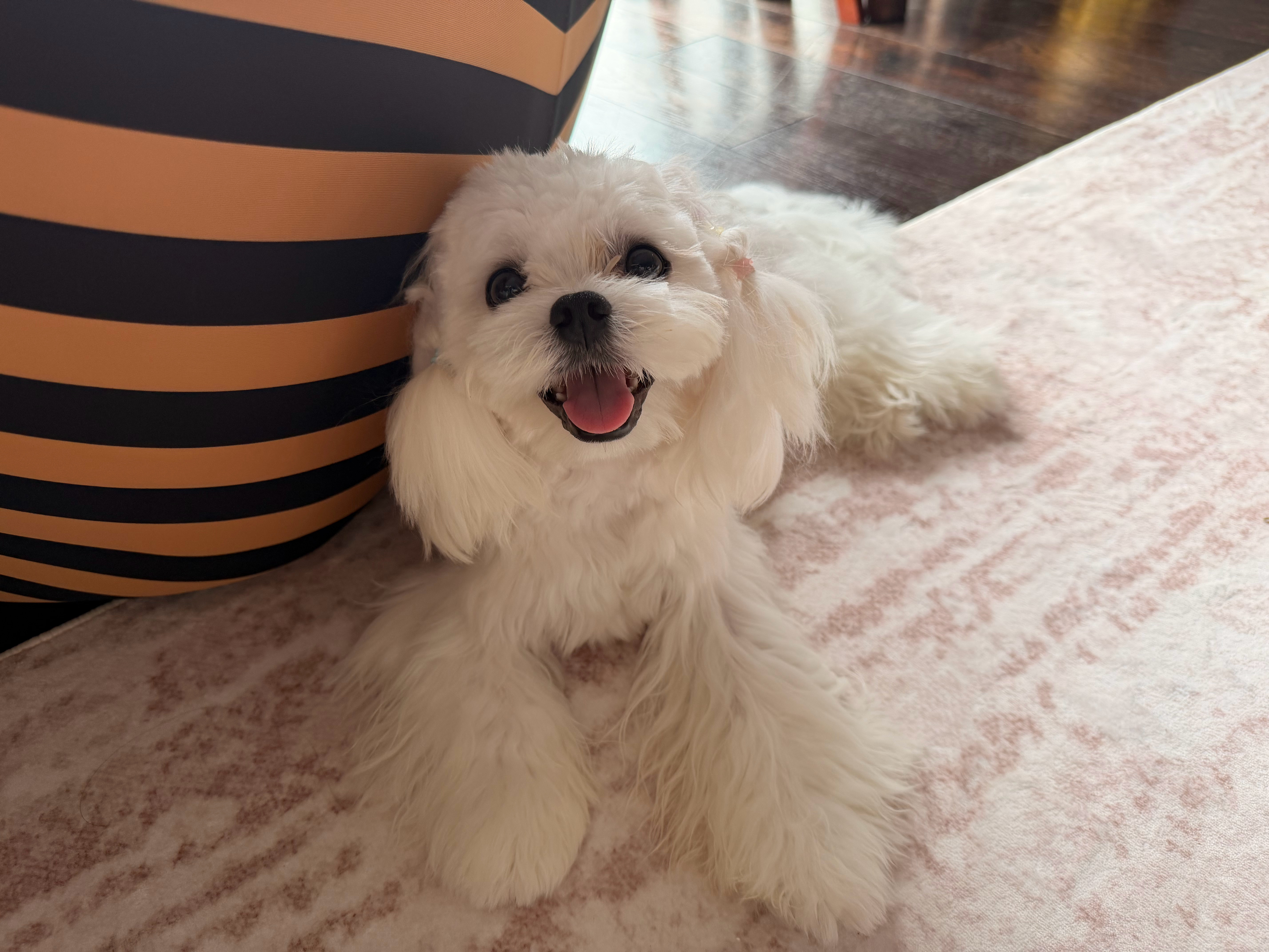 爱笑的狗狗 