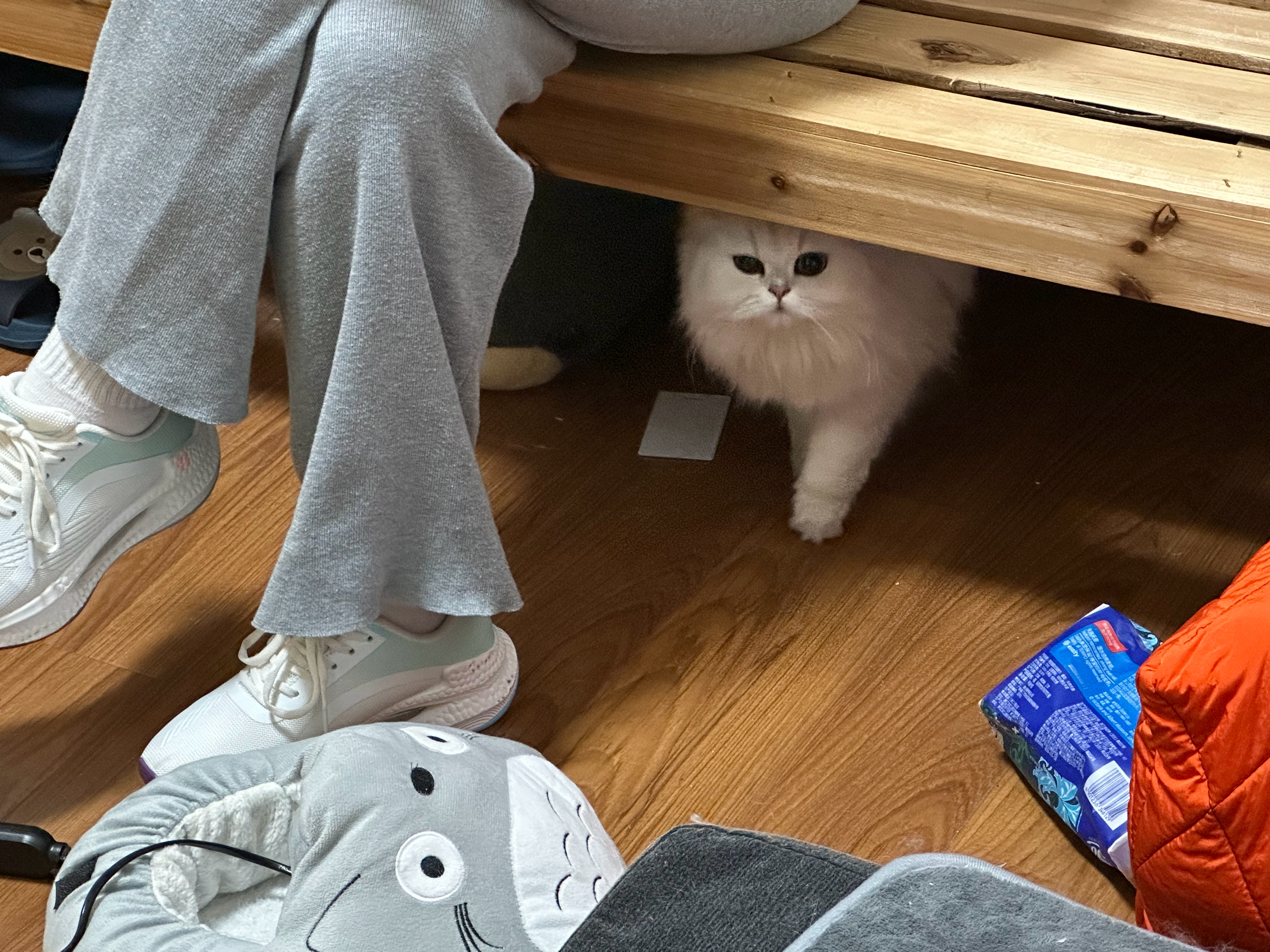 猫狗双全 记录一下 ruby&苔苔 虽然要吃抗过敏药度日 痛并快乐着 